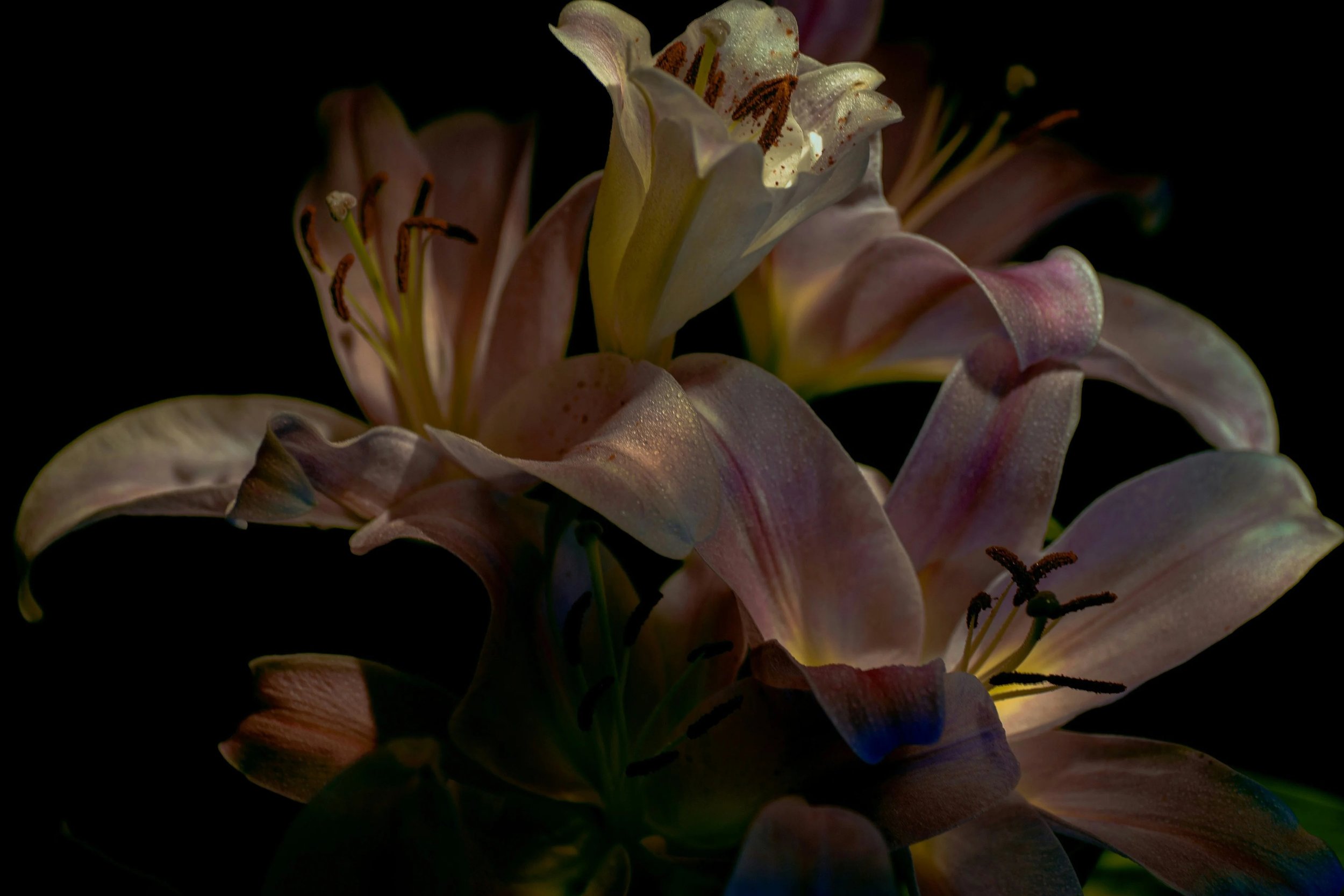 Un ramo de lirios color rosa pálido con pétalos ligeramente curvados y estambres prominentes, en un fondo negro.