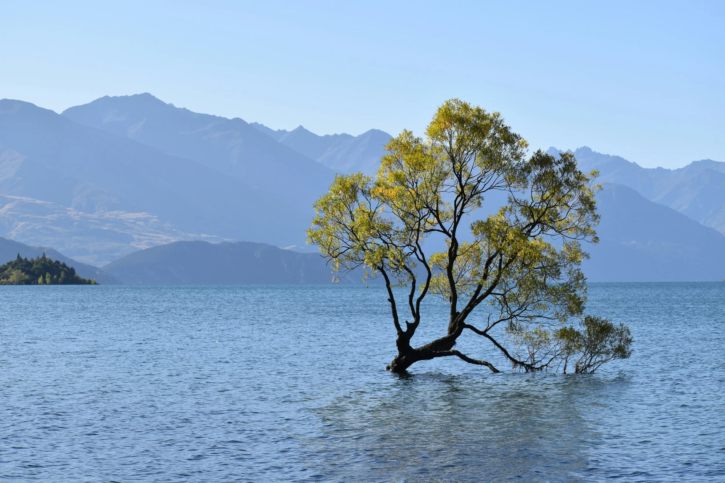 Árbol creciendo en un cuerpo de agua con montañas al fondo y cielo despejado.