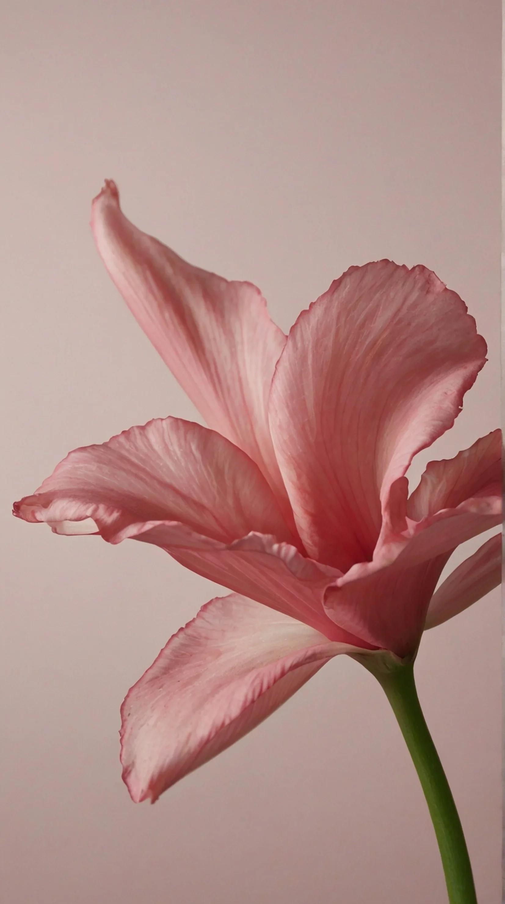 Flor rosa de pétalos arrugados y suaves con fondo claro.