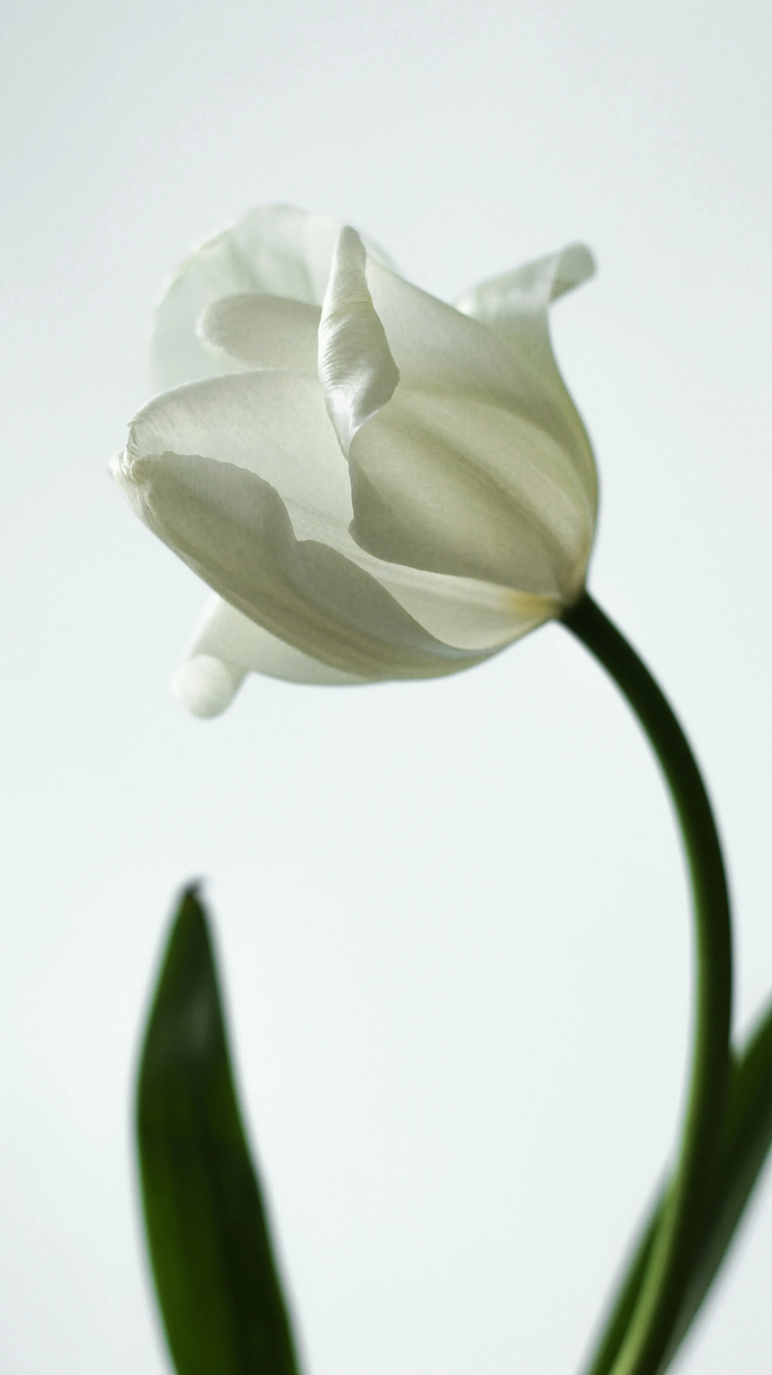 Una flor blanca, probablemente un tulipán, vista en un ángulo lateral con fondo claro.