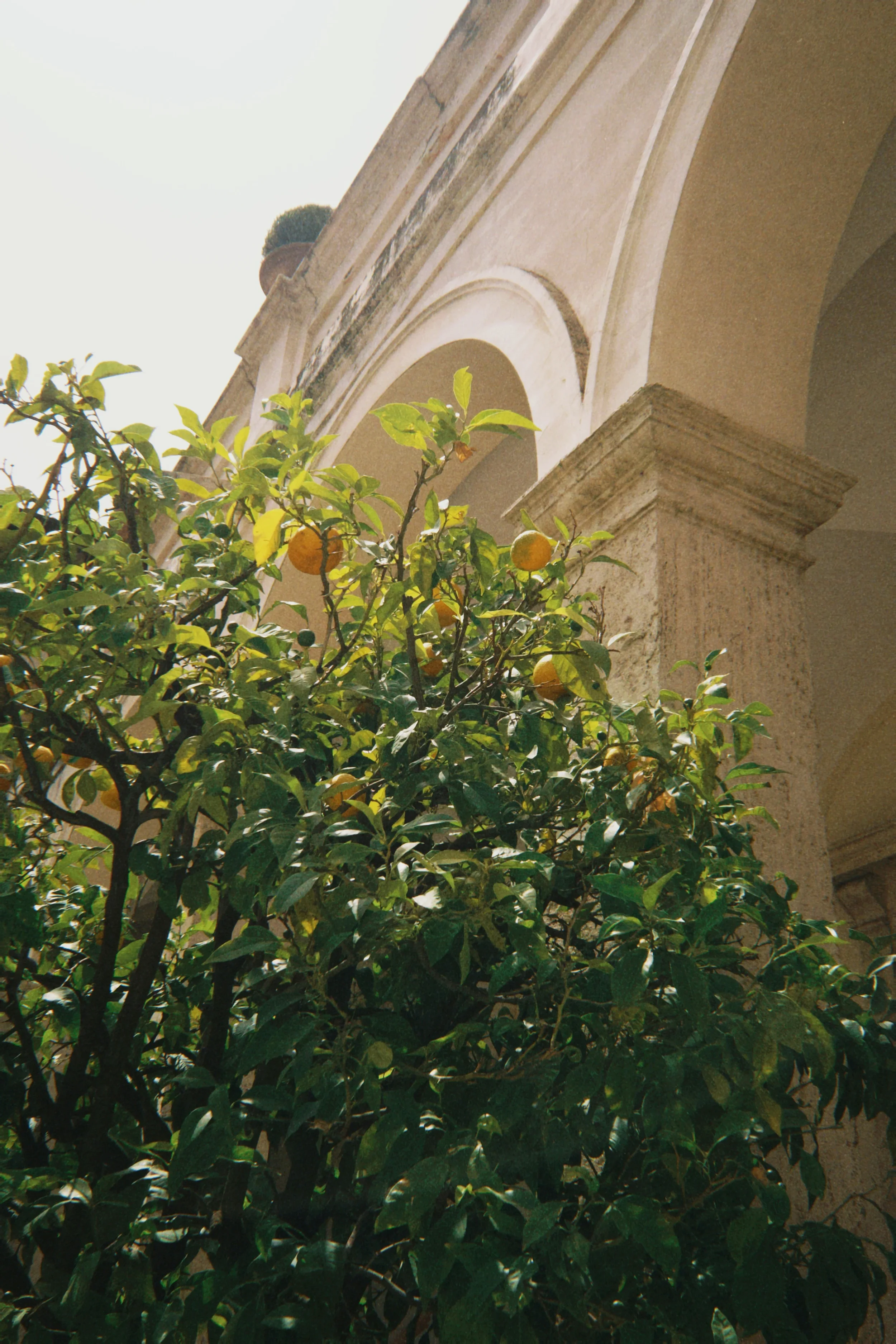 Arbusto con frutas amarillas frente a un edificio con columnas y arcos de piedra.
