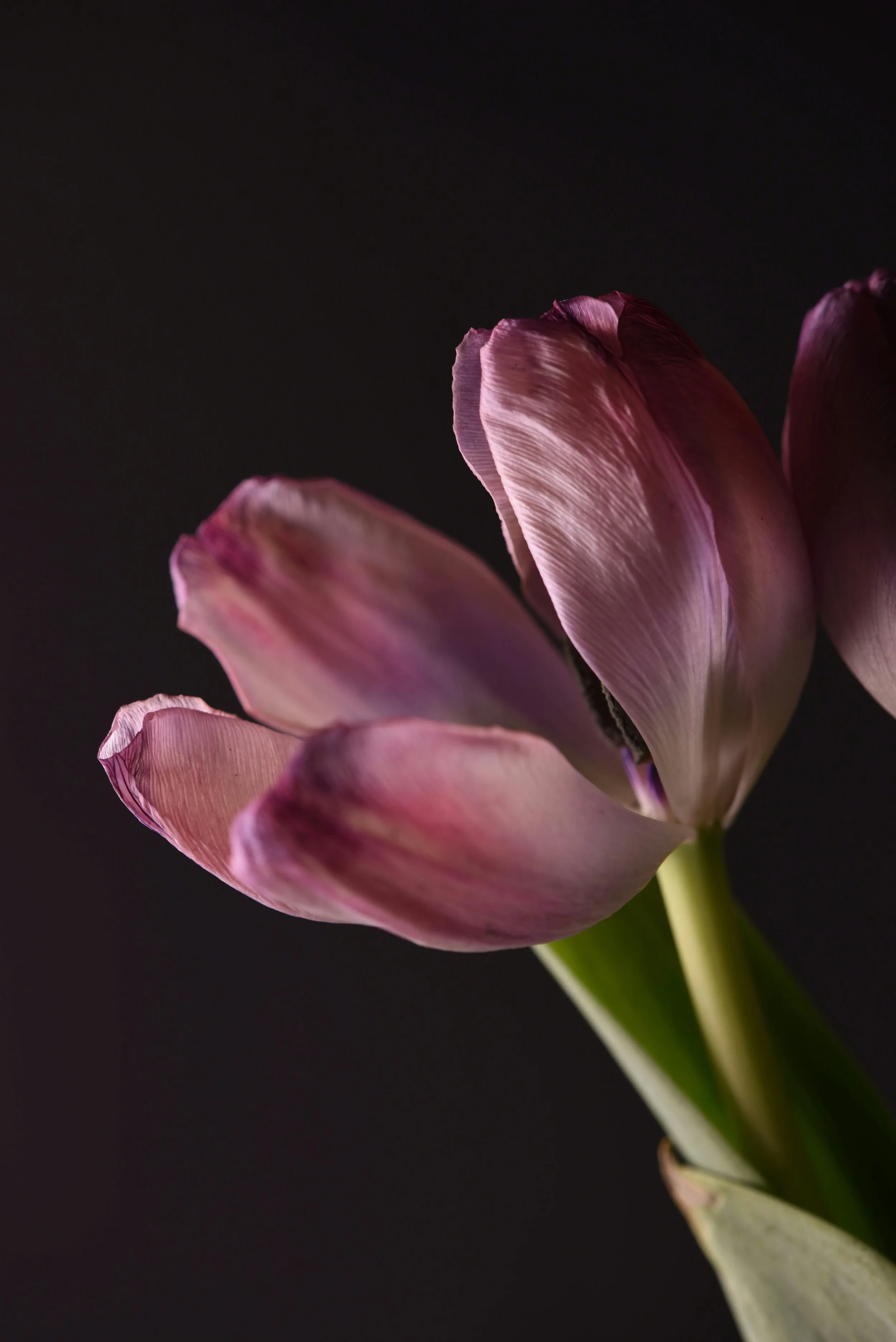 Close-up de una flor de tulipán rosada con pétalos delicados y textura detallada, en fondo negro.