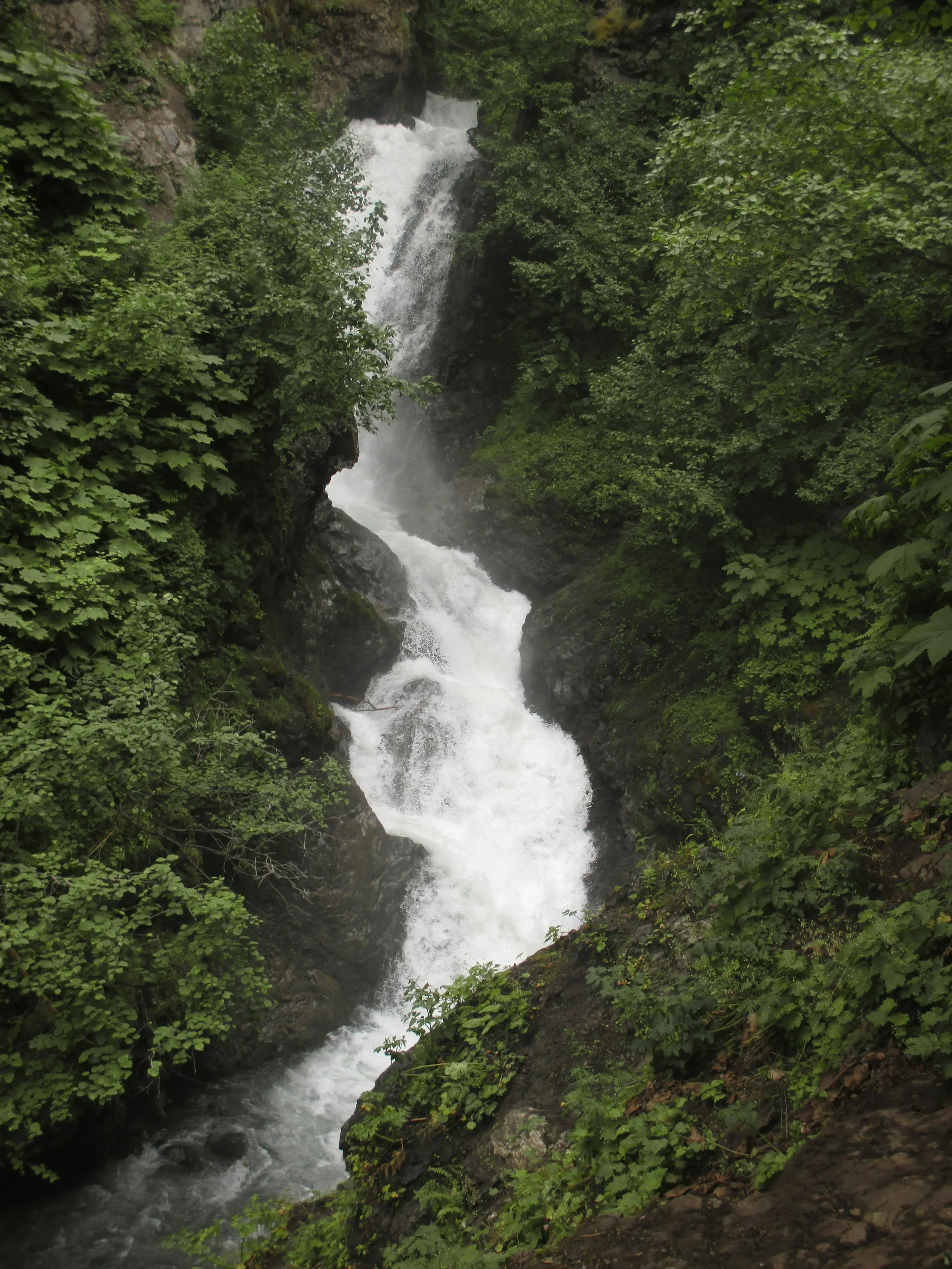 Cascada en medio de la selva con abundante vegetación verde.