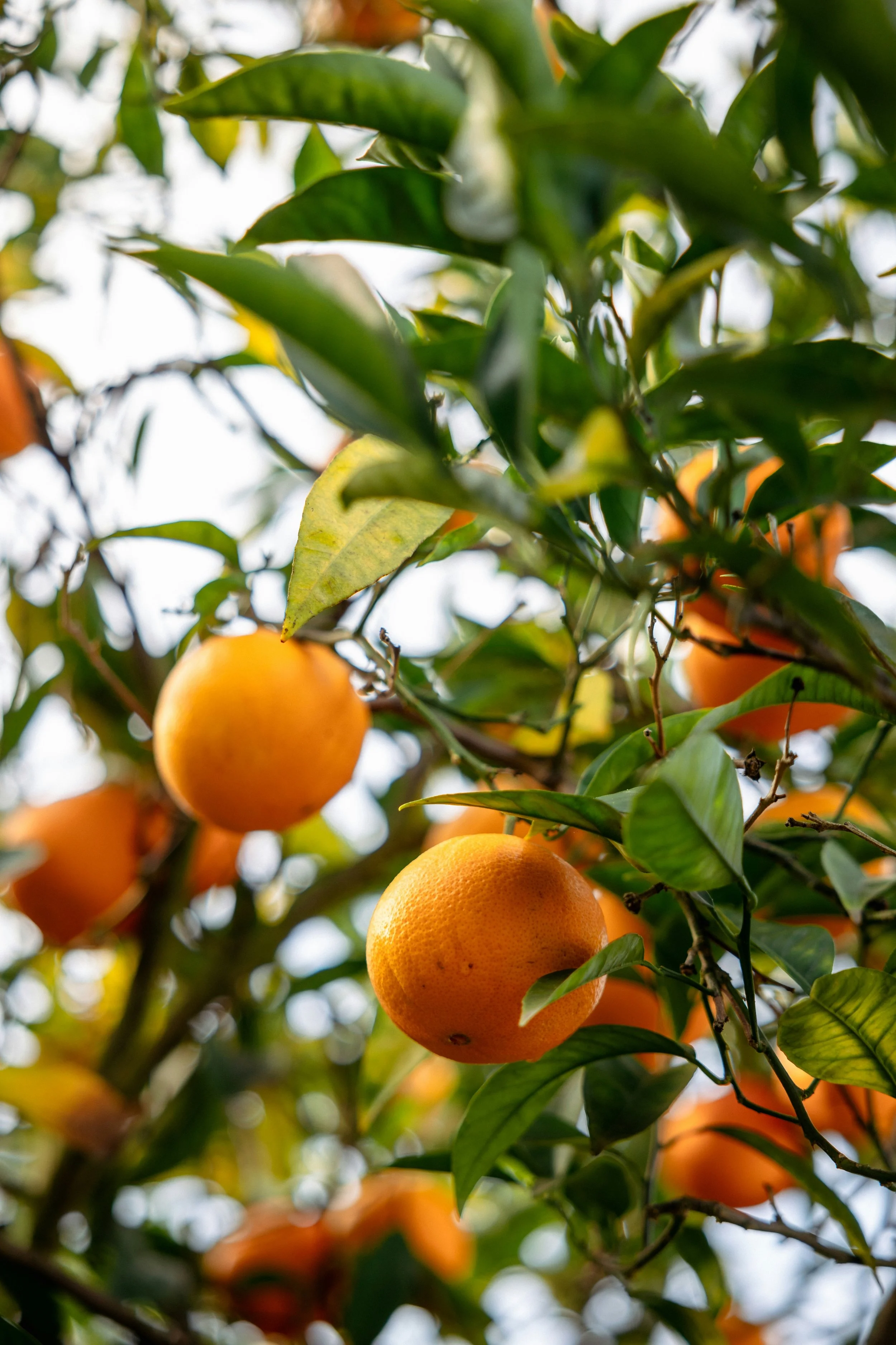 Naranjas en un árbol con hojas verdes.