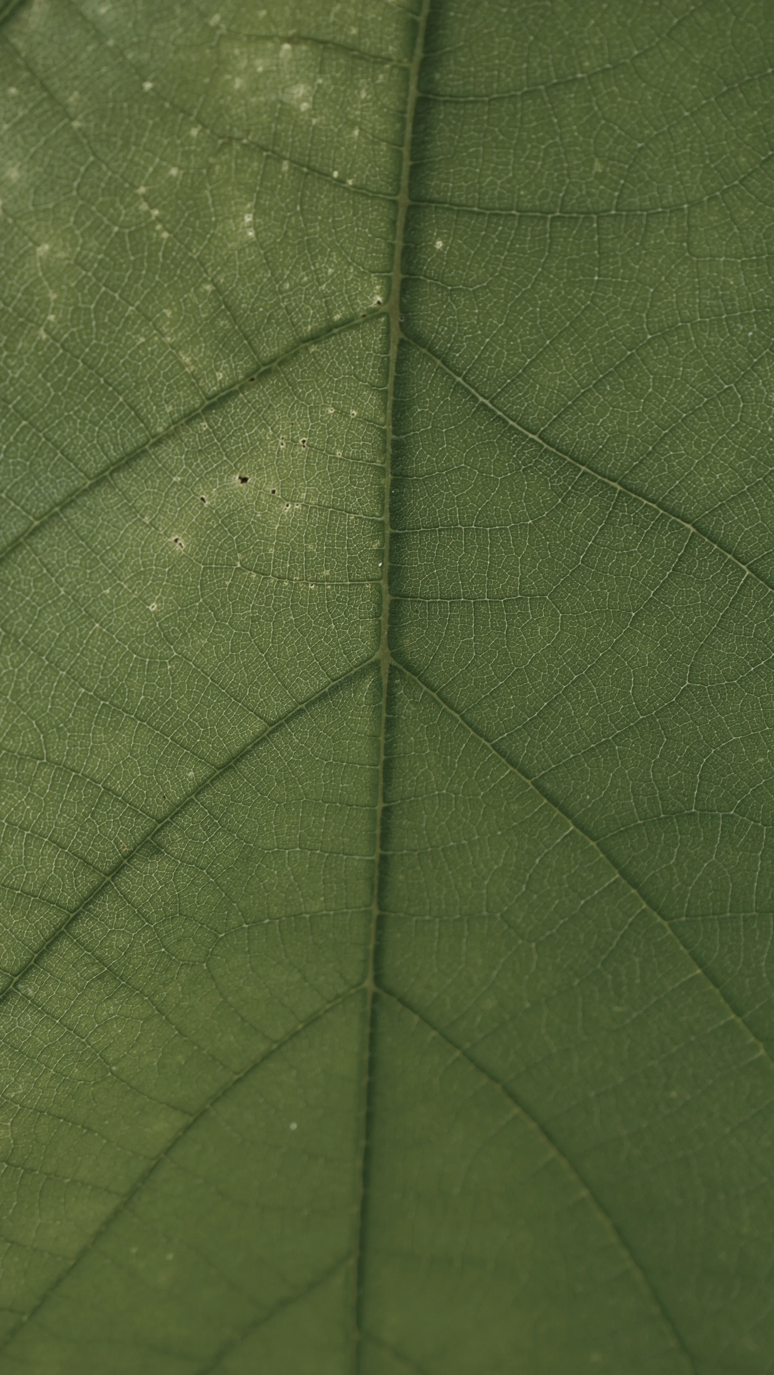 Primer plano de una hoja verde con detalles de su estructura y venas.