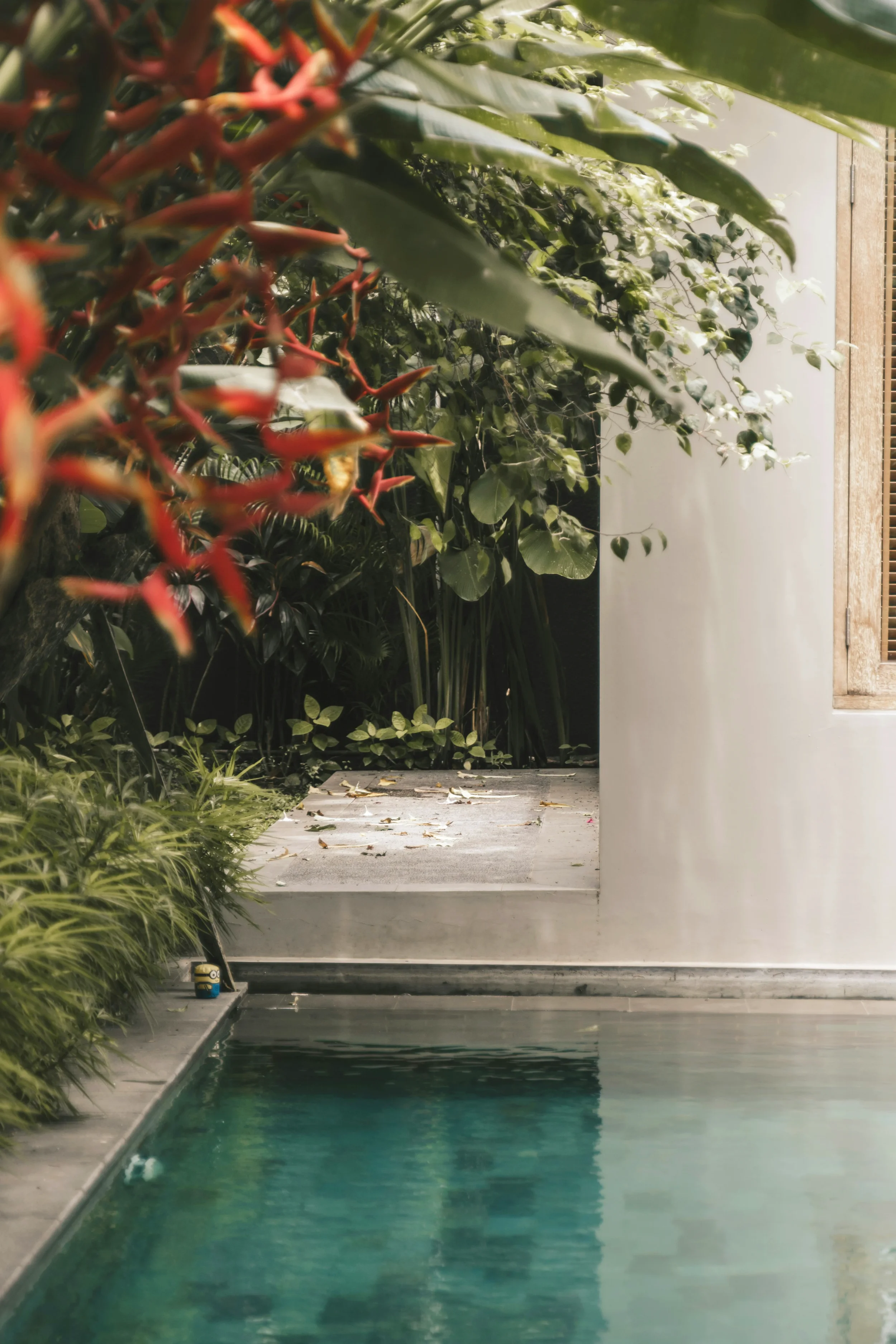 Vista de una piscina rodeada de plantas verdes en un espacio cerrado, con pared blanca y ventana de madera.
