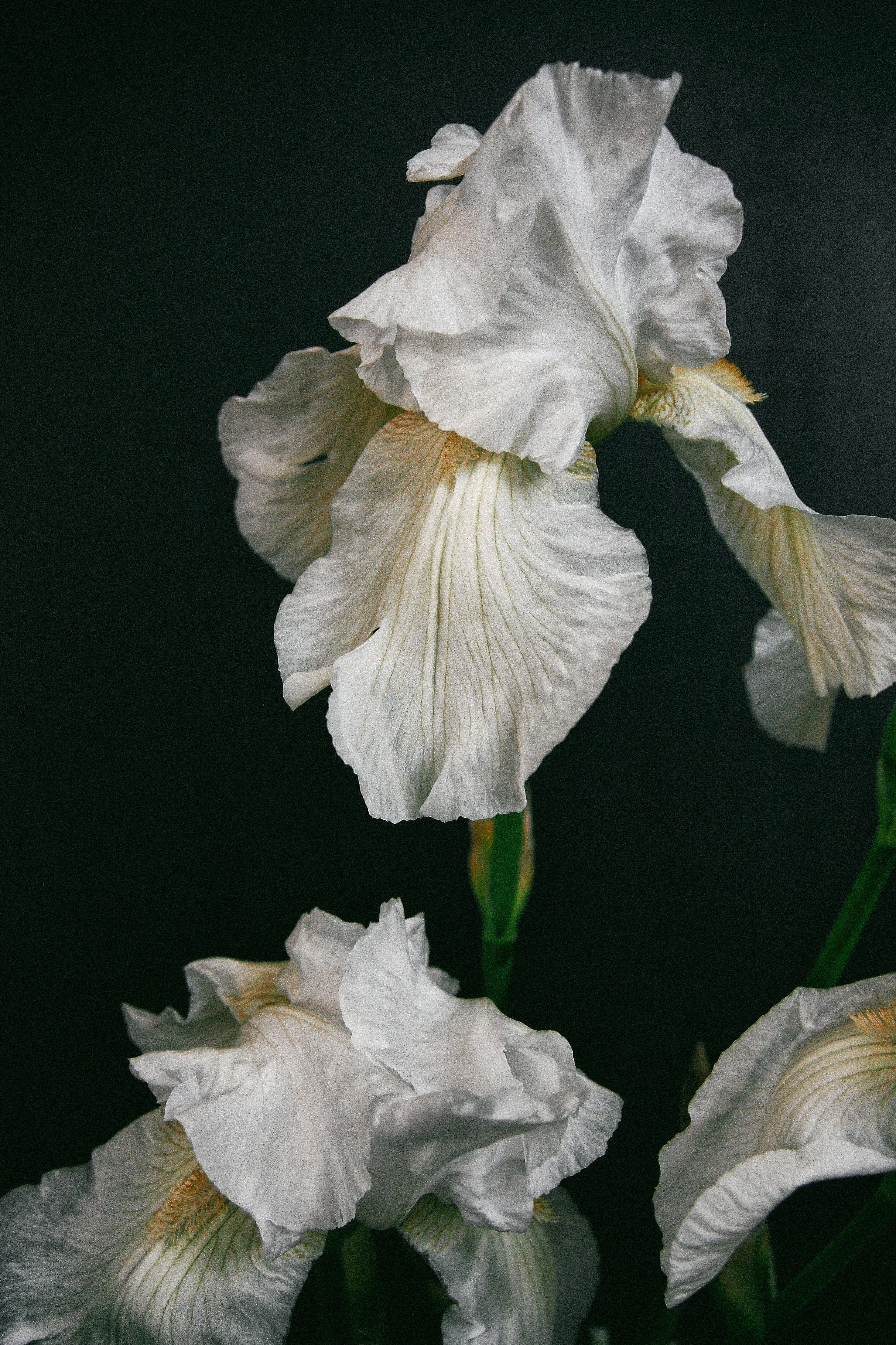 Iris blancas en un fondo negro.