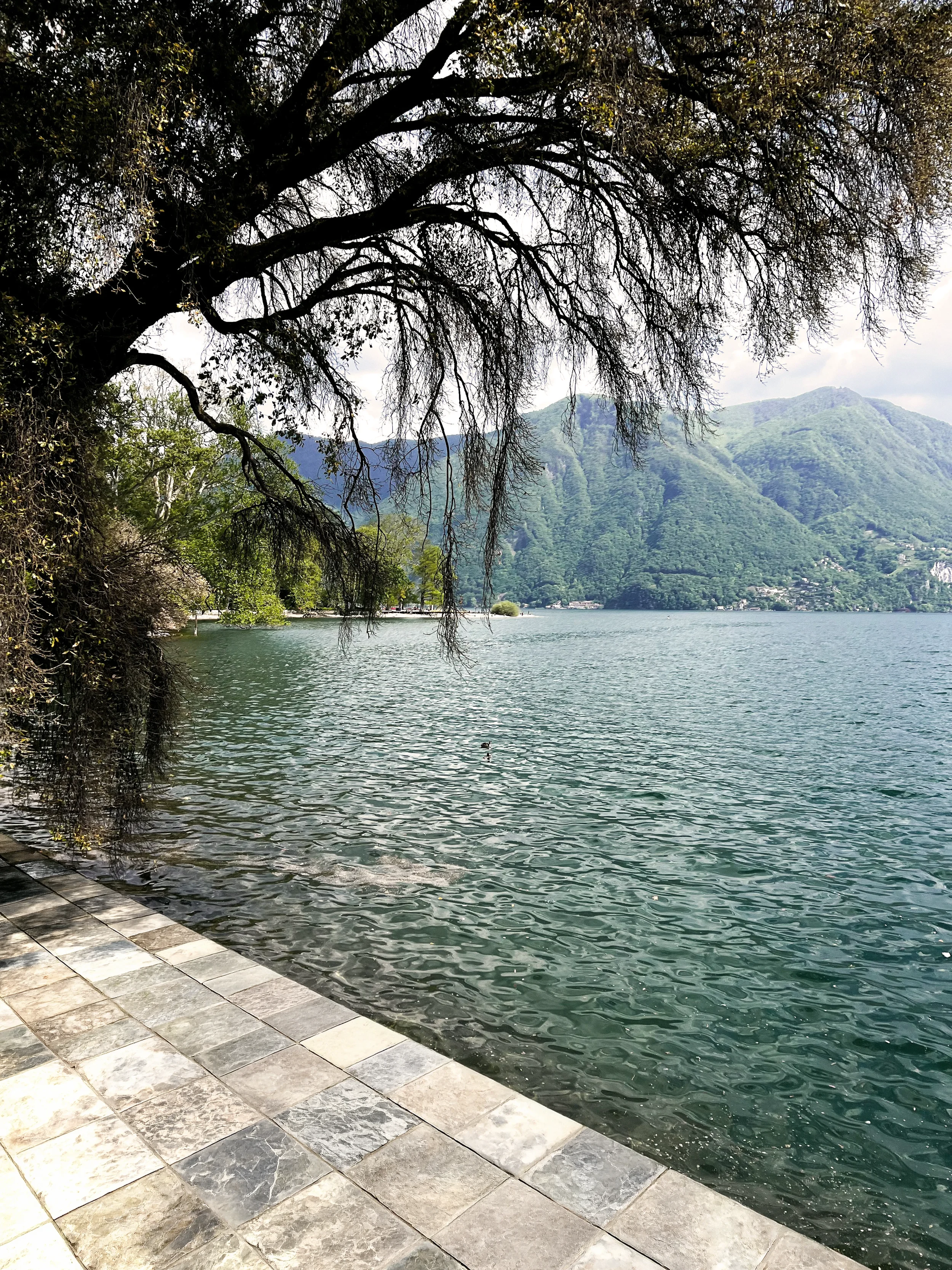 Vista de un lago rodeado de montañas verdes, con un árbol en primer plano y una orilla con baldosas de piedra.