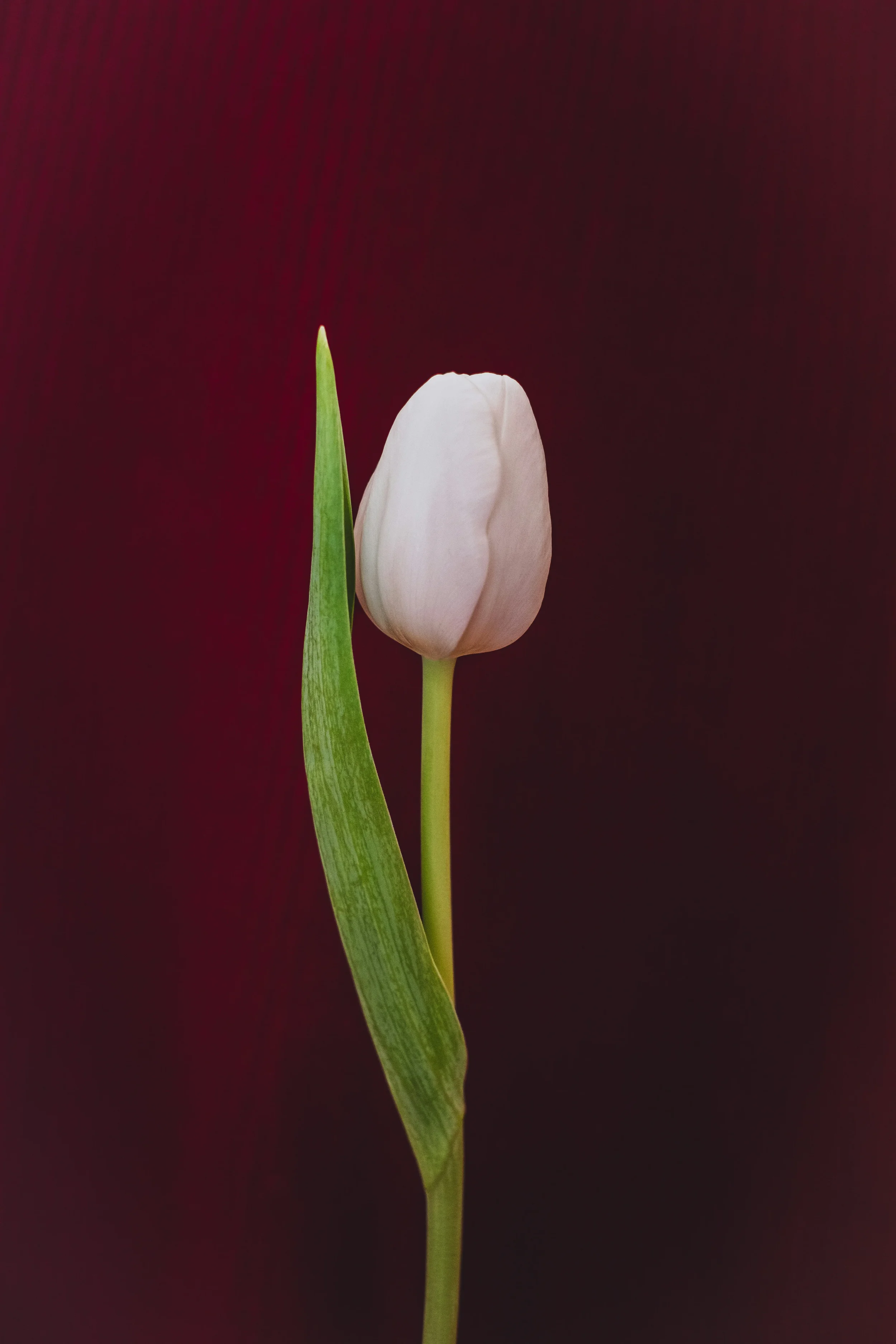 Una rosa blanca en un fondo oscuro y difuso.