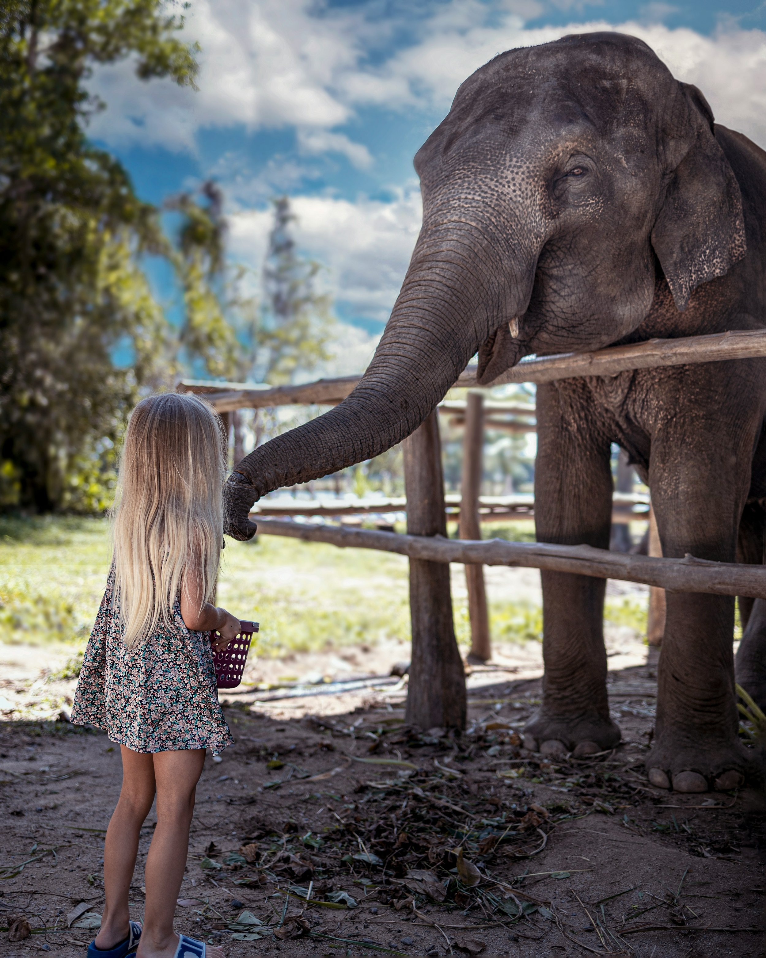 A young girl with long blonde hair wearing a floral dress feeds an elephant through a wooden fence. The elephant extends its trunk toward her. The setting appears to be outdoors with trees in the background.