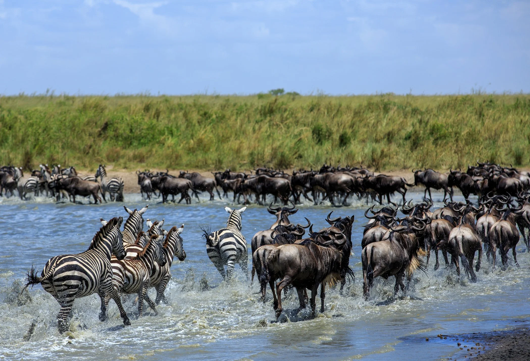 A large herd of zebras and wildebeests crossing a river in a savannah landscape.