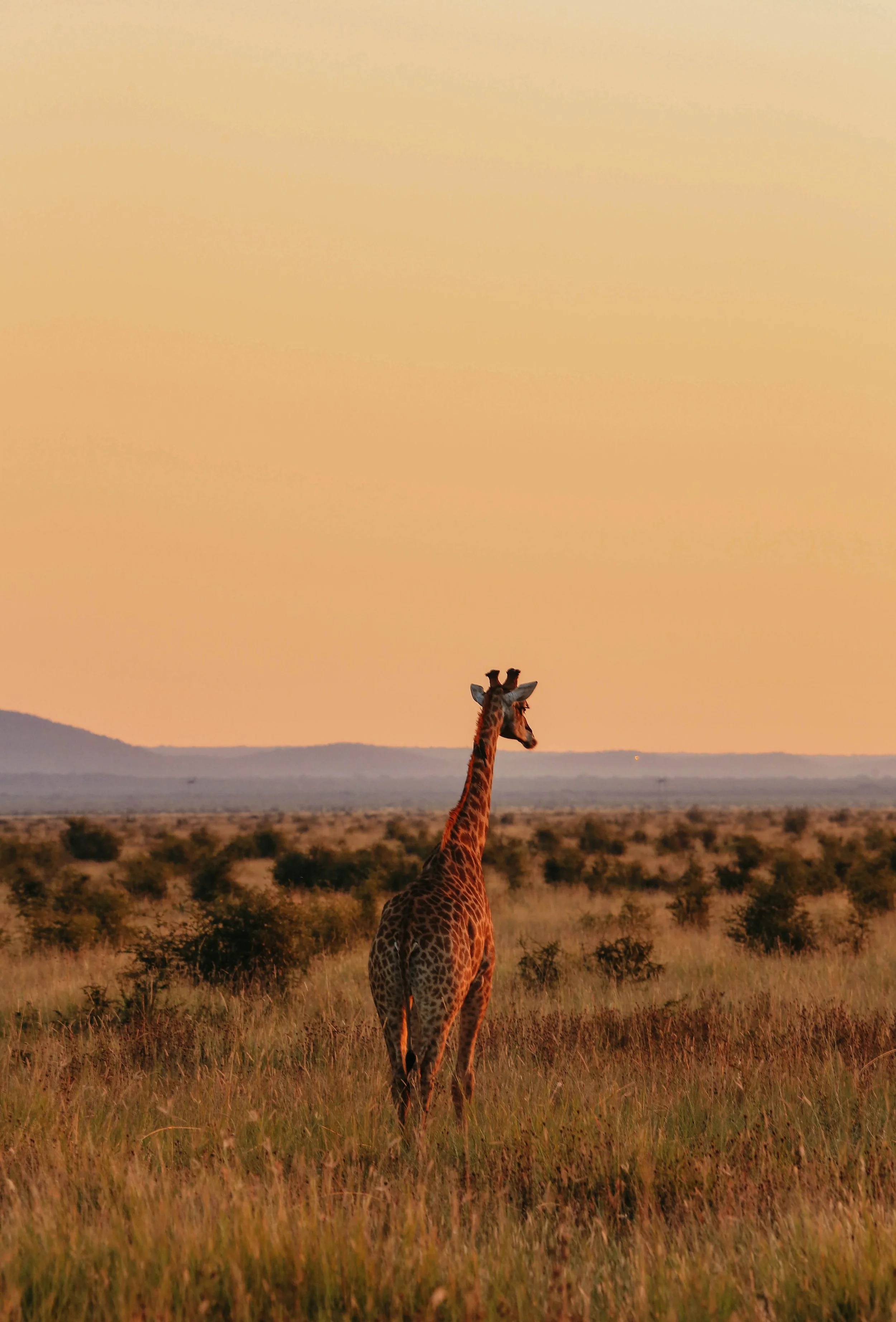 A lone giraffe standing in a grassy plain at sunset with a pastel orange sky and distant hills.