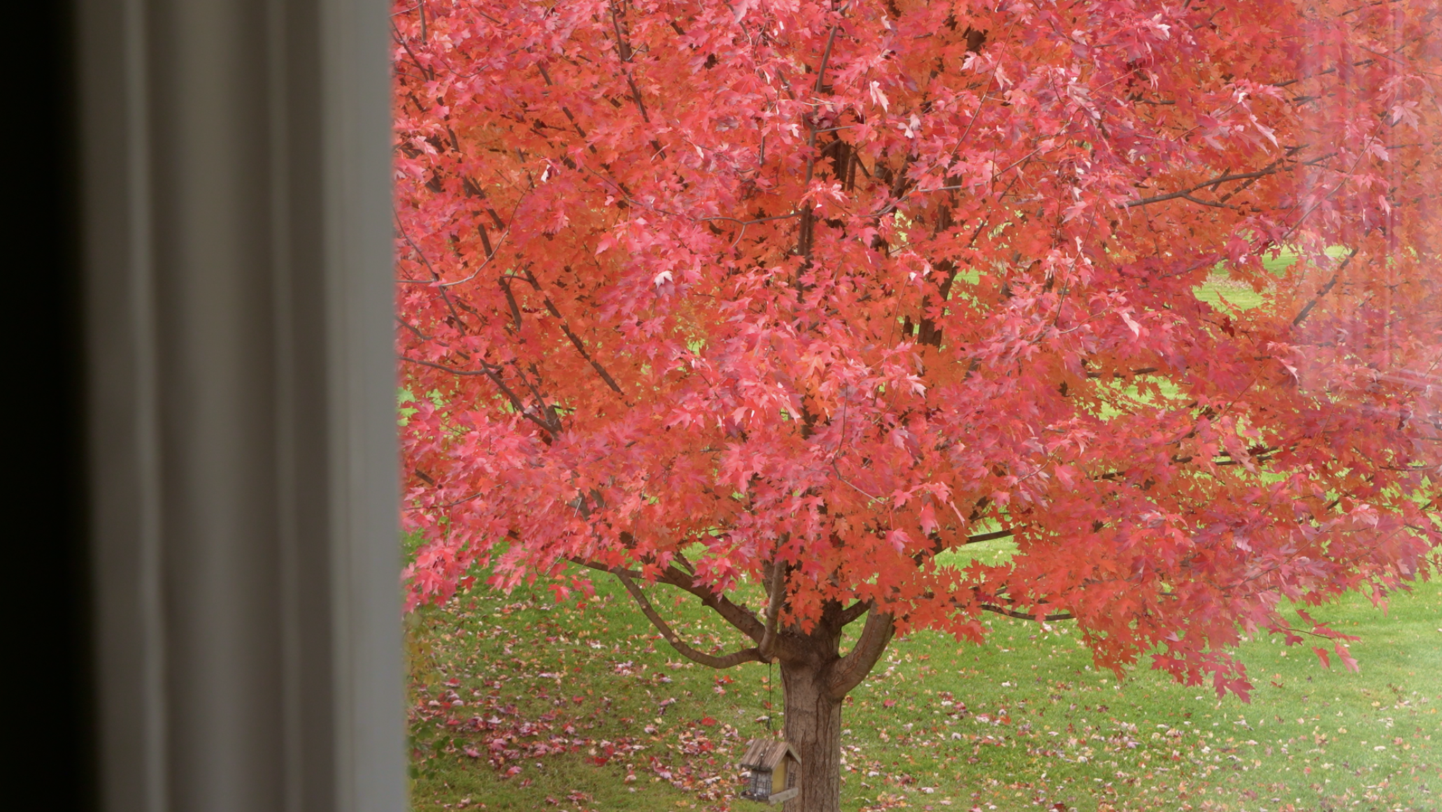 View of a colorful red and orange autumn tree seen from inside through a window with a partially drawn curtain.