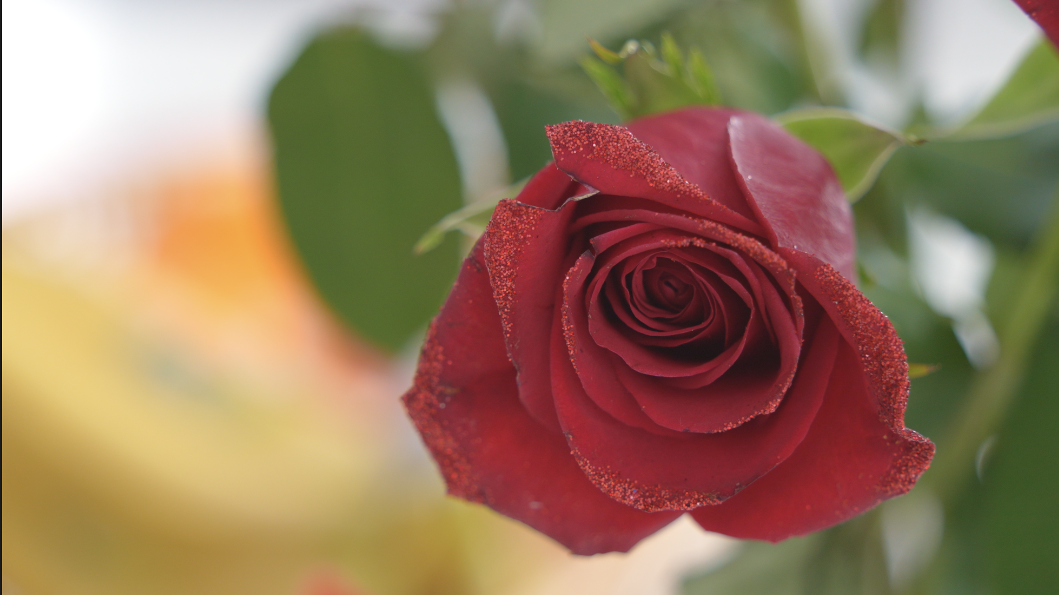 Screenshot 2026-02-11 at 12.00.35 PM.png