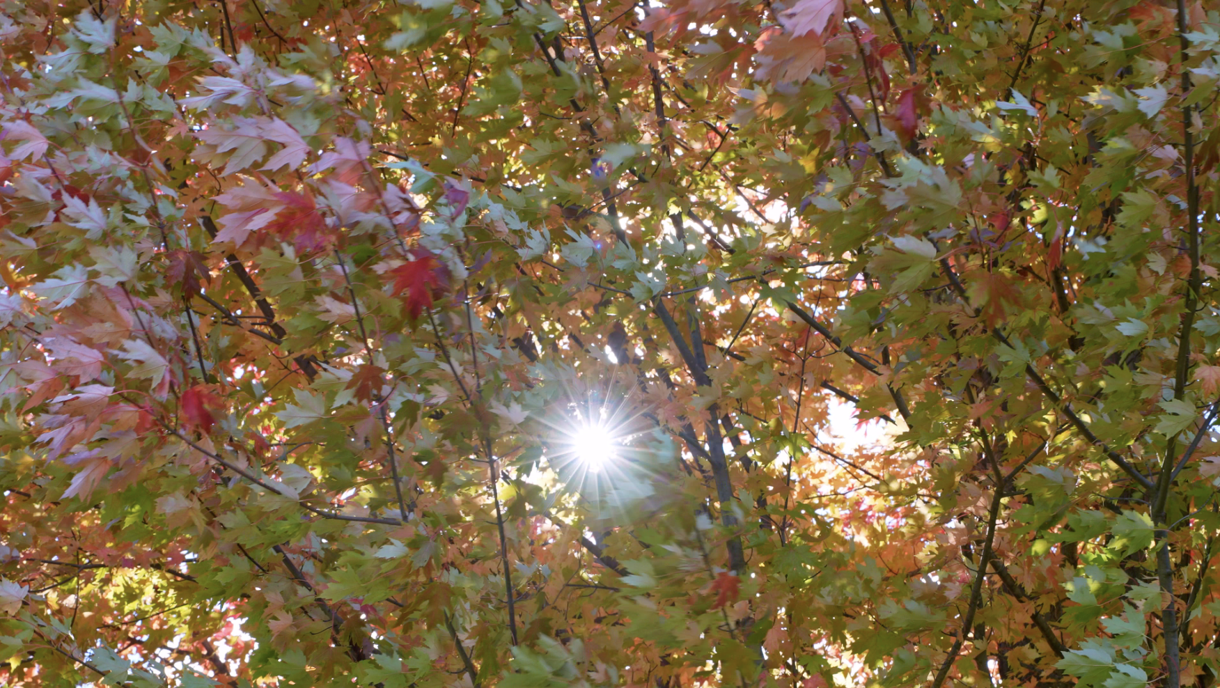 Sunlight shining through colorful autumn leaves on a tree.