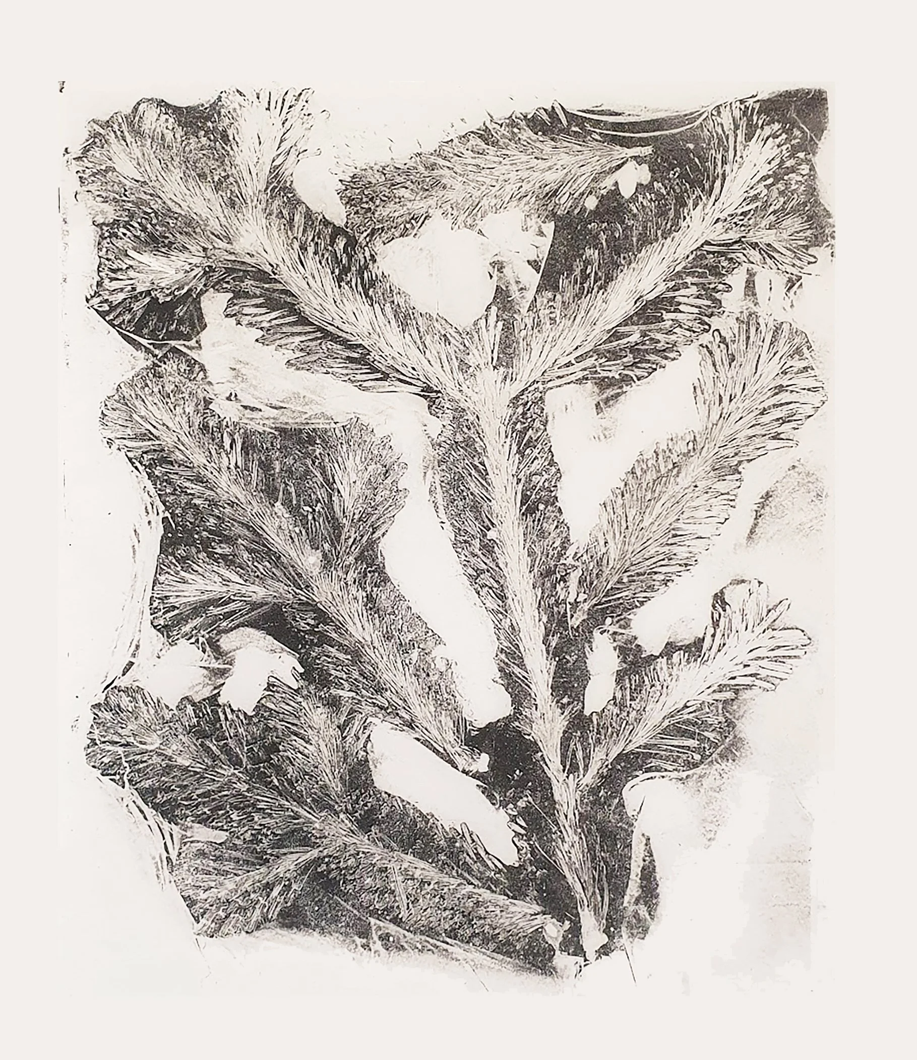 Black and white botanical illustration depicting fern fronds and leaves.