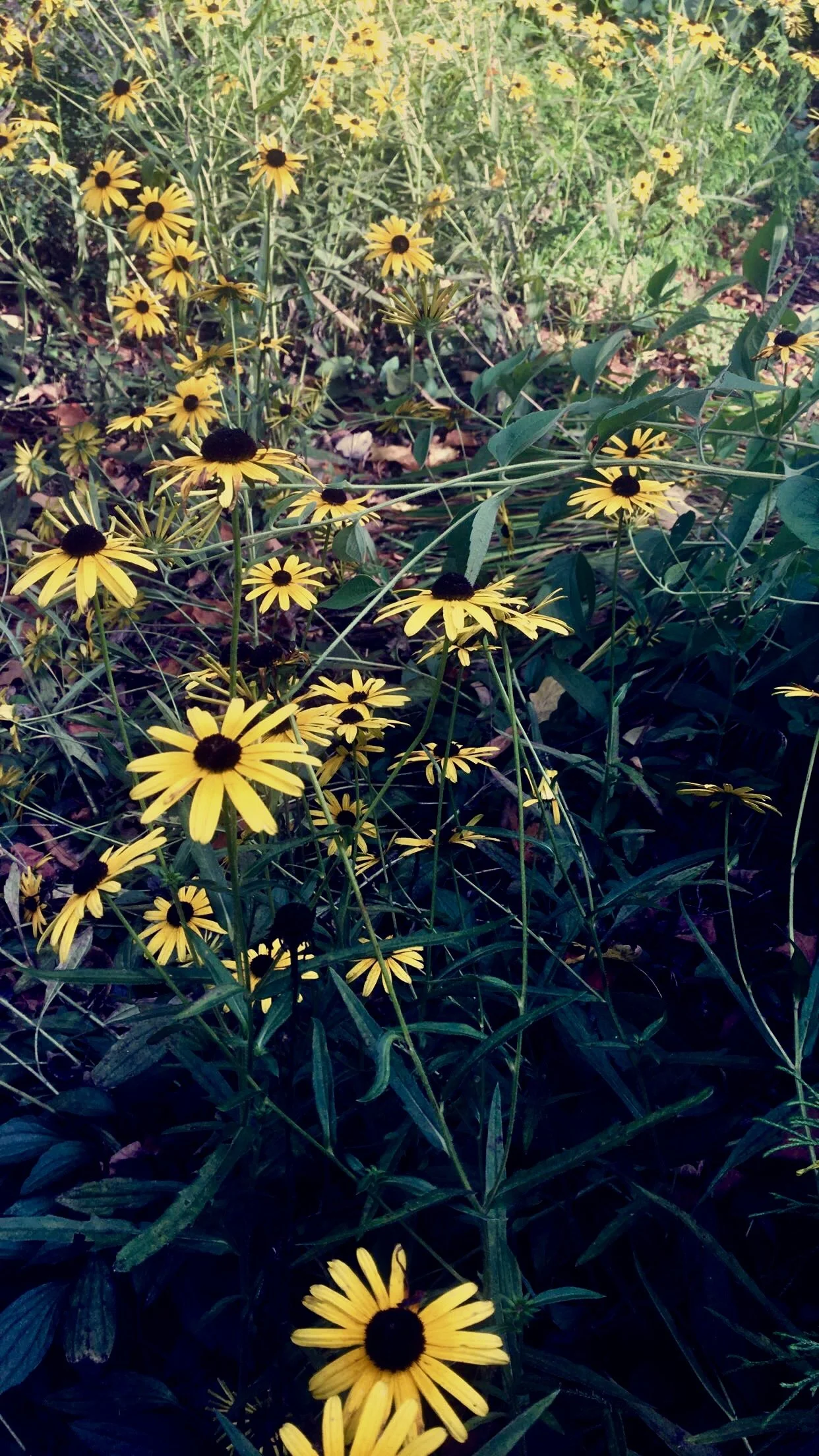 A dense patch of yellow flowers, resembling Black-eyed Susans, with dark centers and long, slender green leaves, growing outdoors.