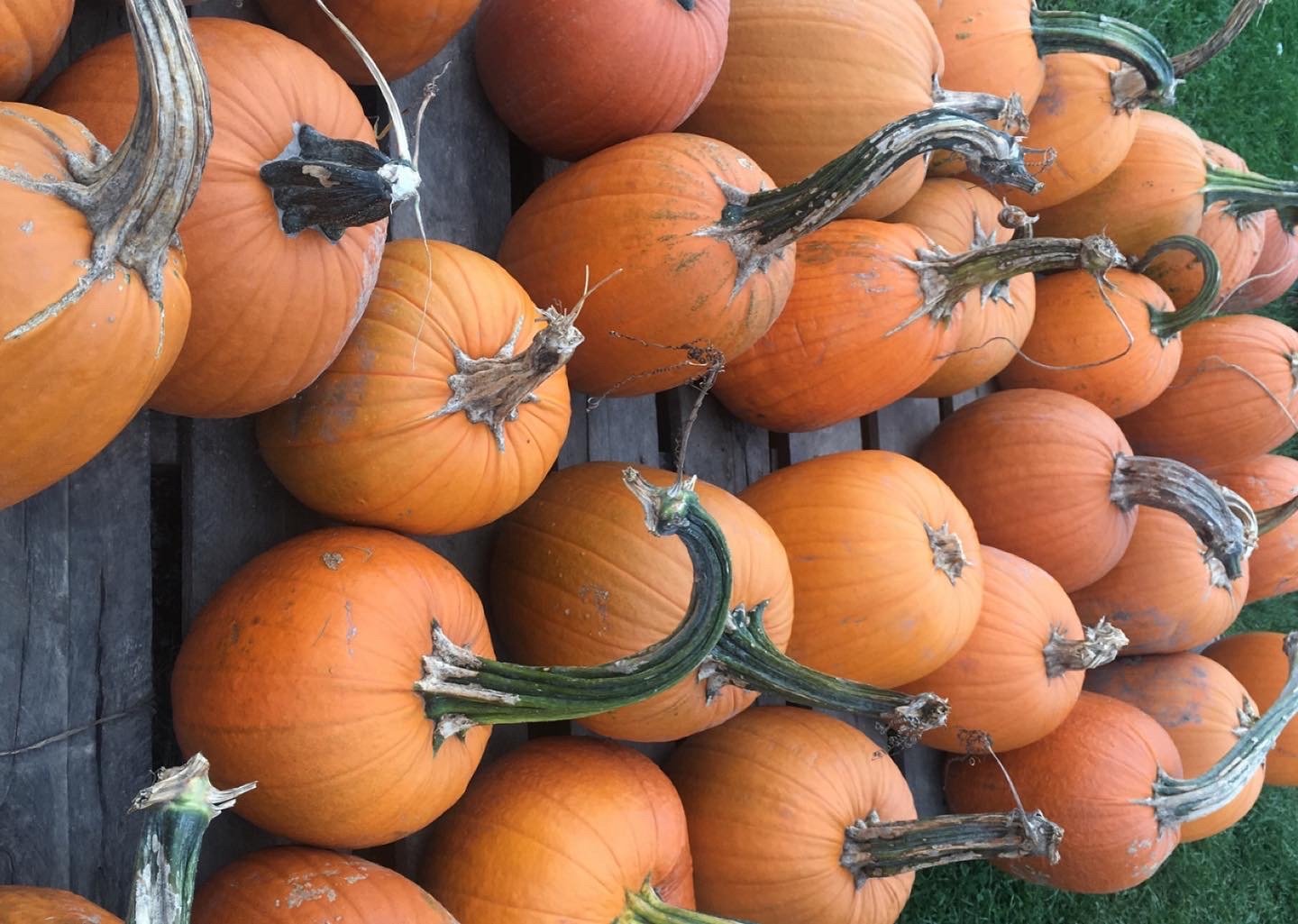 Gender Identity and the Harm of  Conversion Therapies