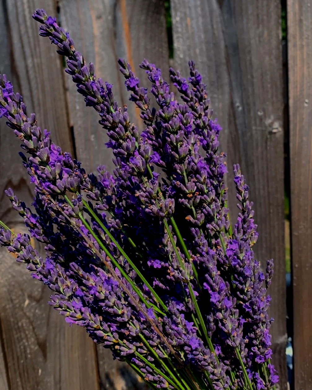 Sprigs of purple lavender flowers against a rustic wooden fence background.