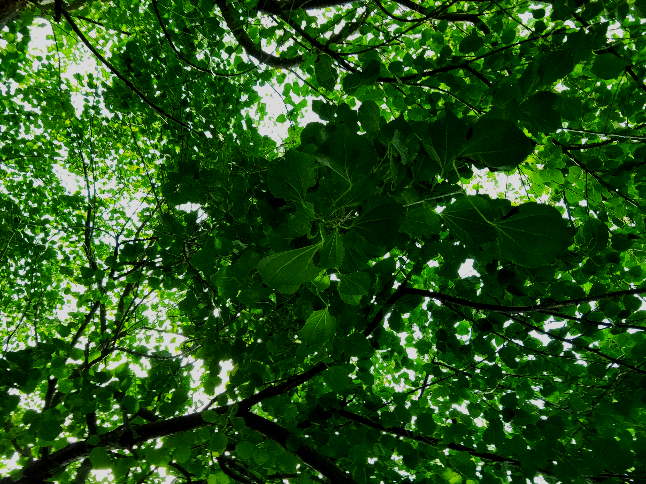 Looking up at dense green tree leaves with sunlight filtering through.
