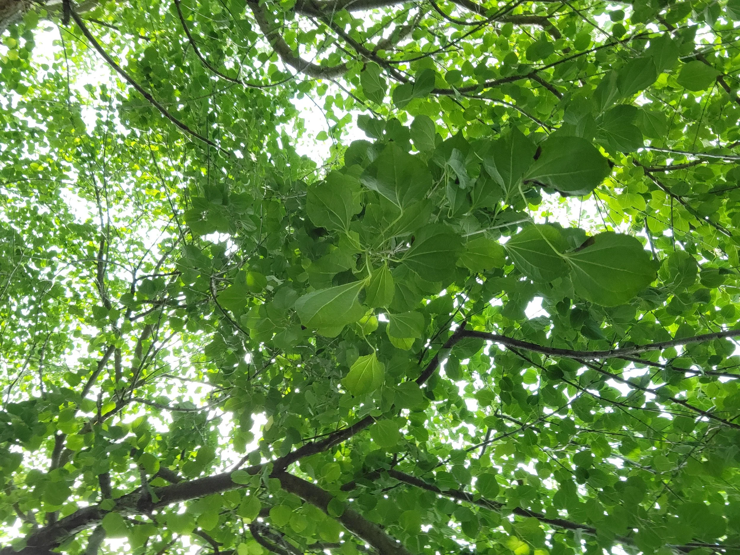 Looking up at dense green tree leaves with sunlight filtering through.