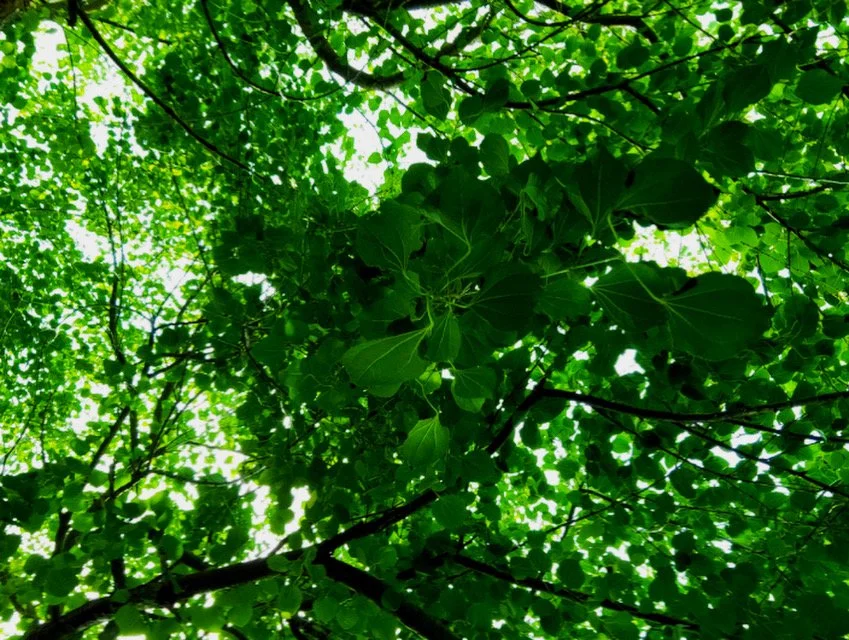 leaves in the sky.JPG