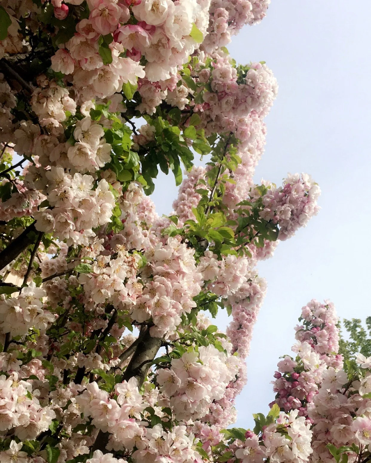 pale pink flowers.JPG