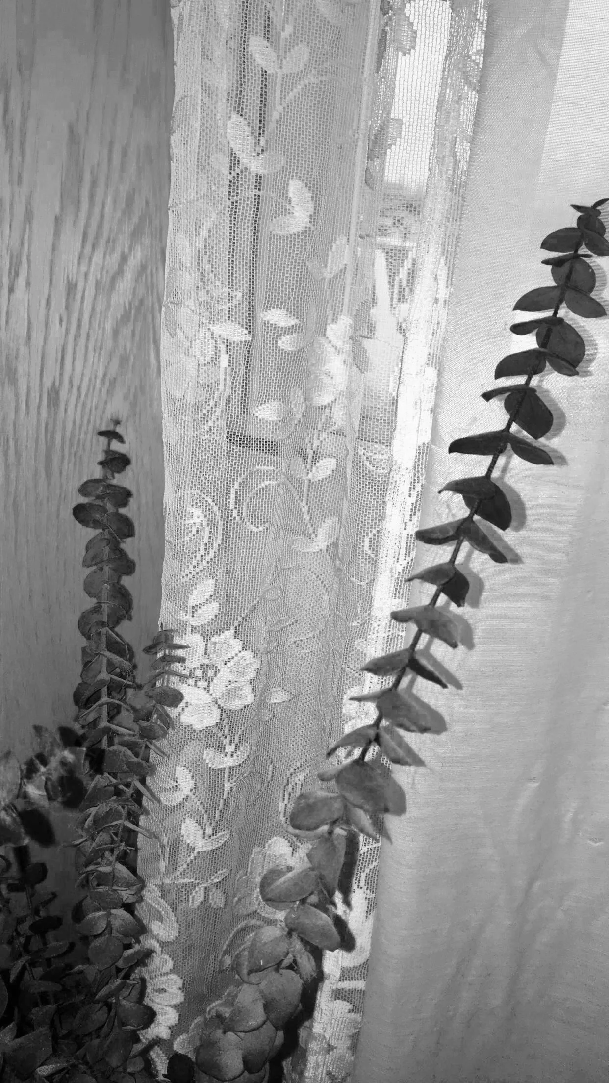 A lace curtain with floral and leaf patterns hanging in front of a window, with two long, thin leafy plants in the foreground.