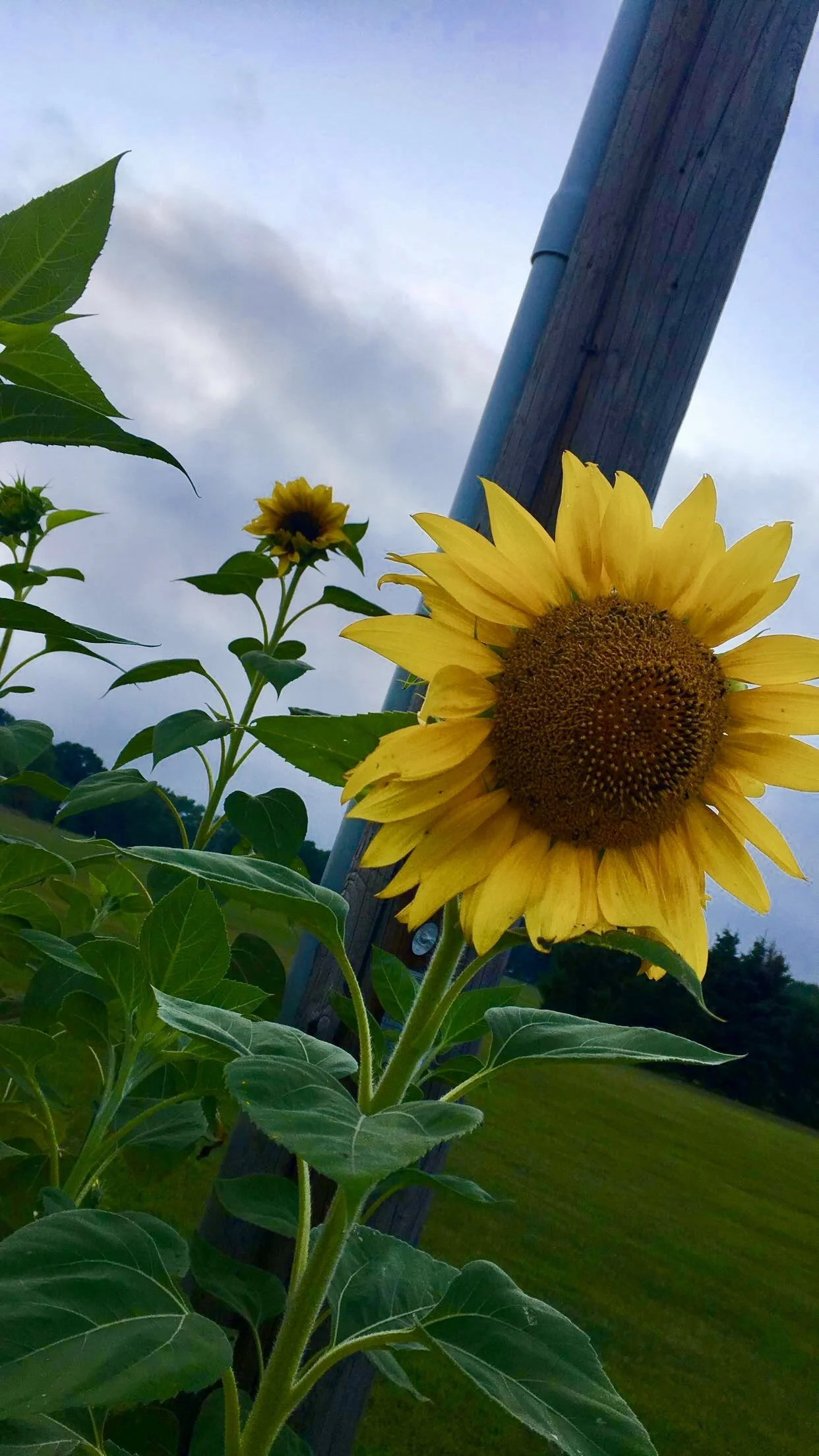 Close-up of a blooming sunflower with yellow petals and a large brown center, set outdoors near a wooden pole and a cloudy sky in the background.