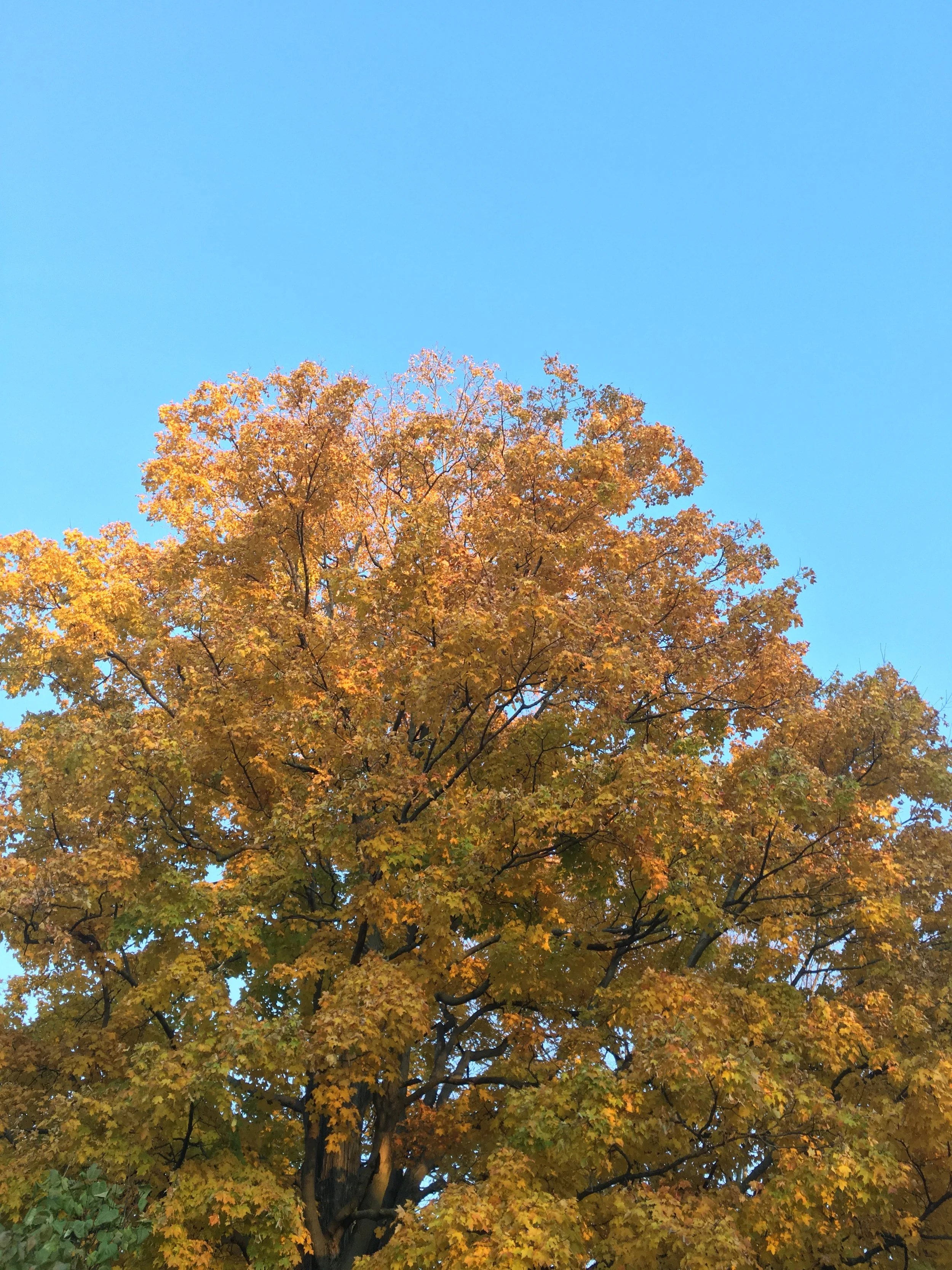 Tree with autumn orange and yellow leaves against a clear blue sky.