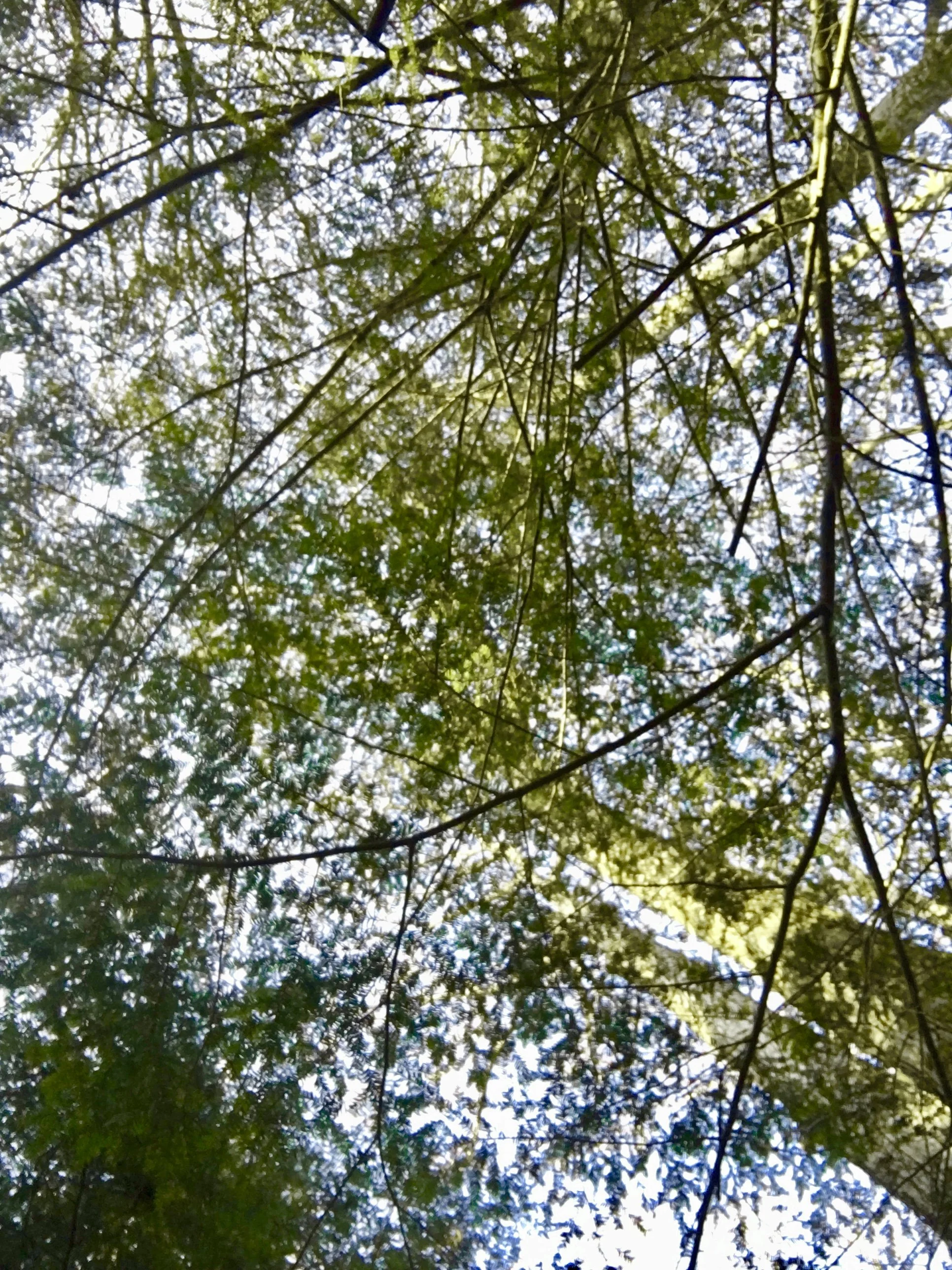Looking up at tree branches and leaves with sunlight filtering through.