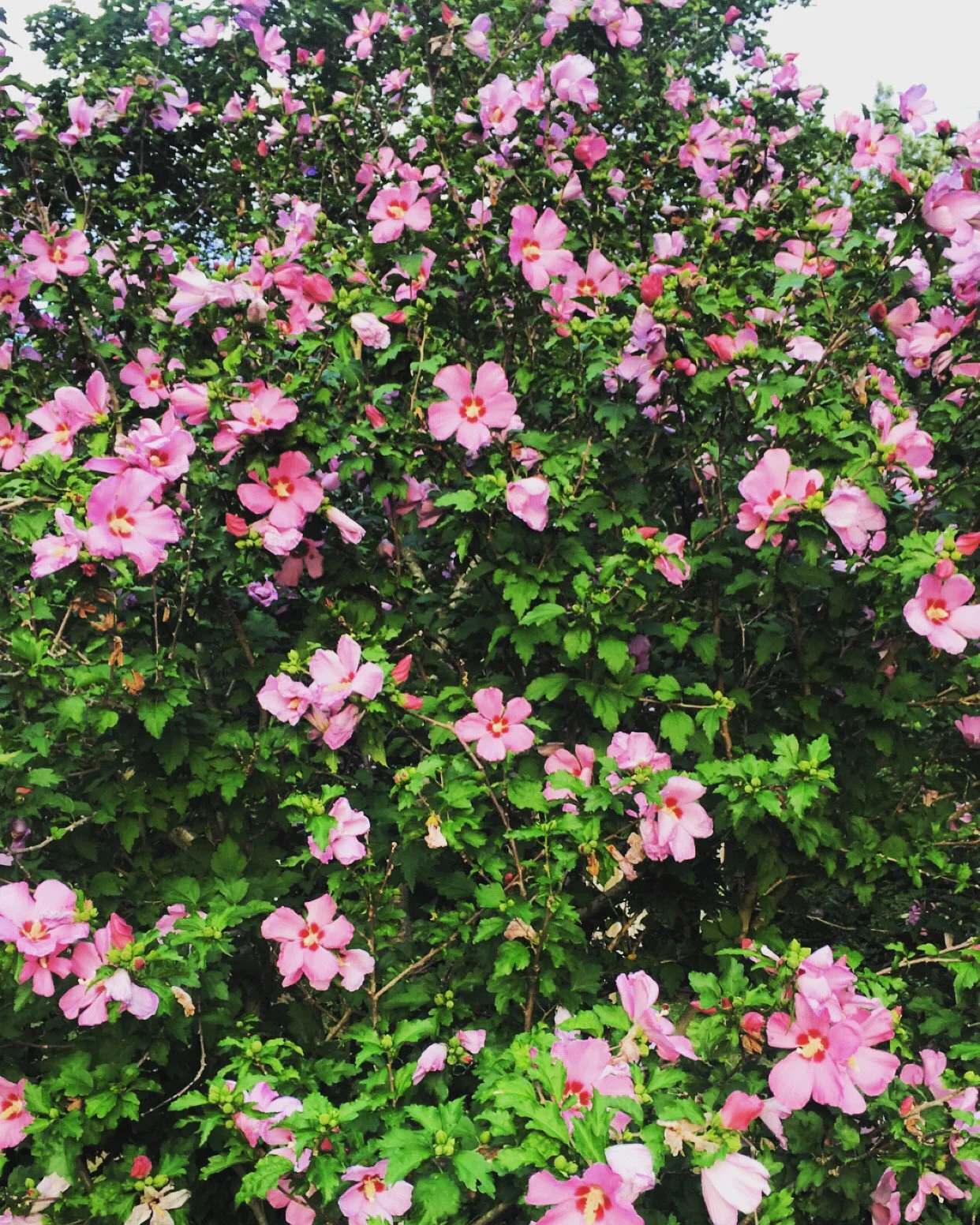 pink flower bushes.JPG