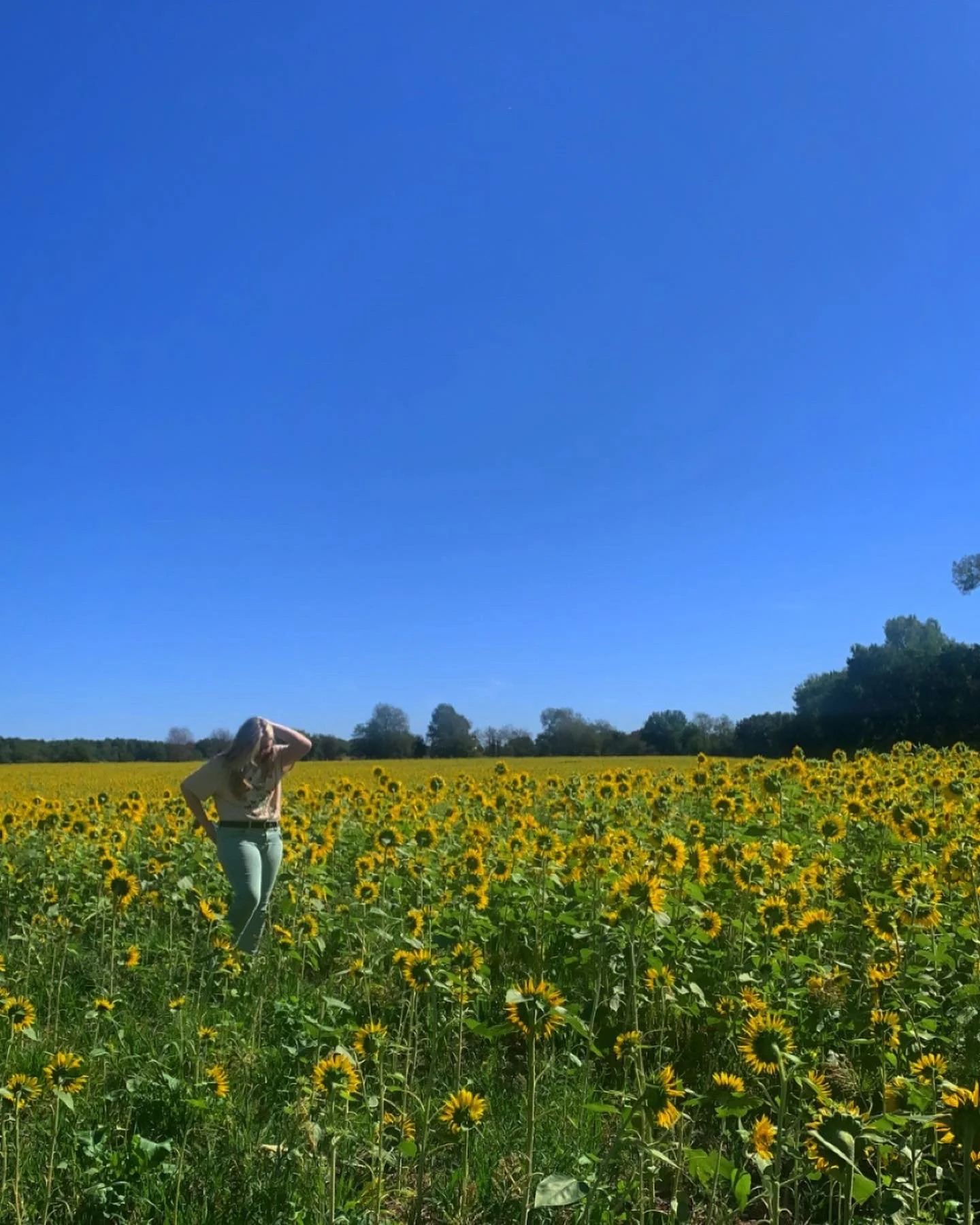 sunflower field.JPG