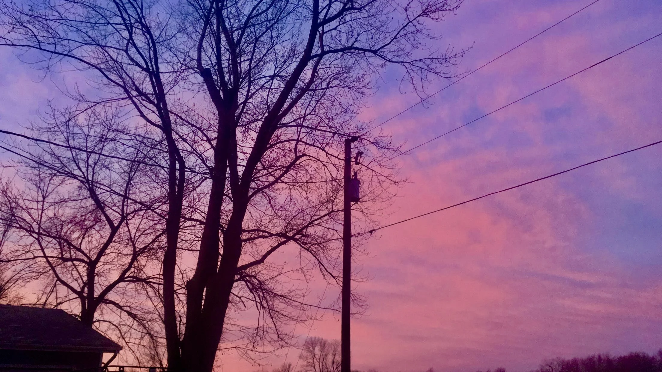 A pink and purple sunset sky with leafless trees and power lines.