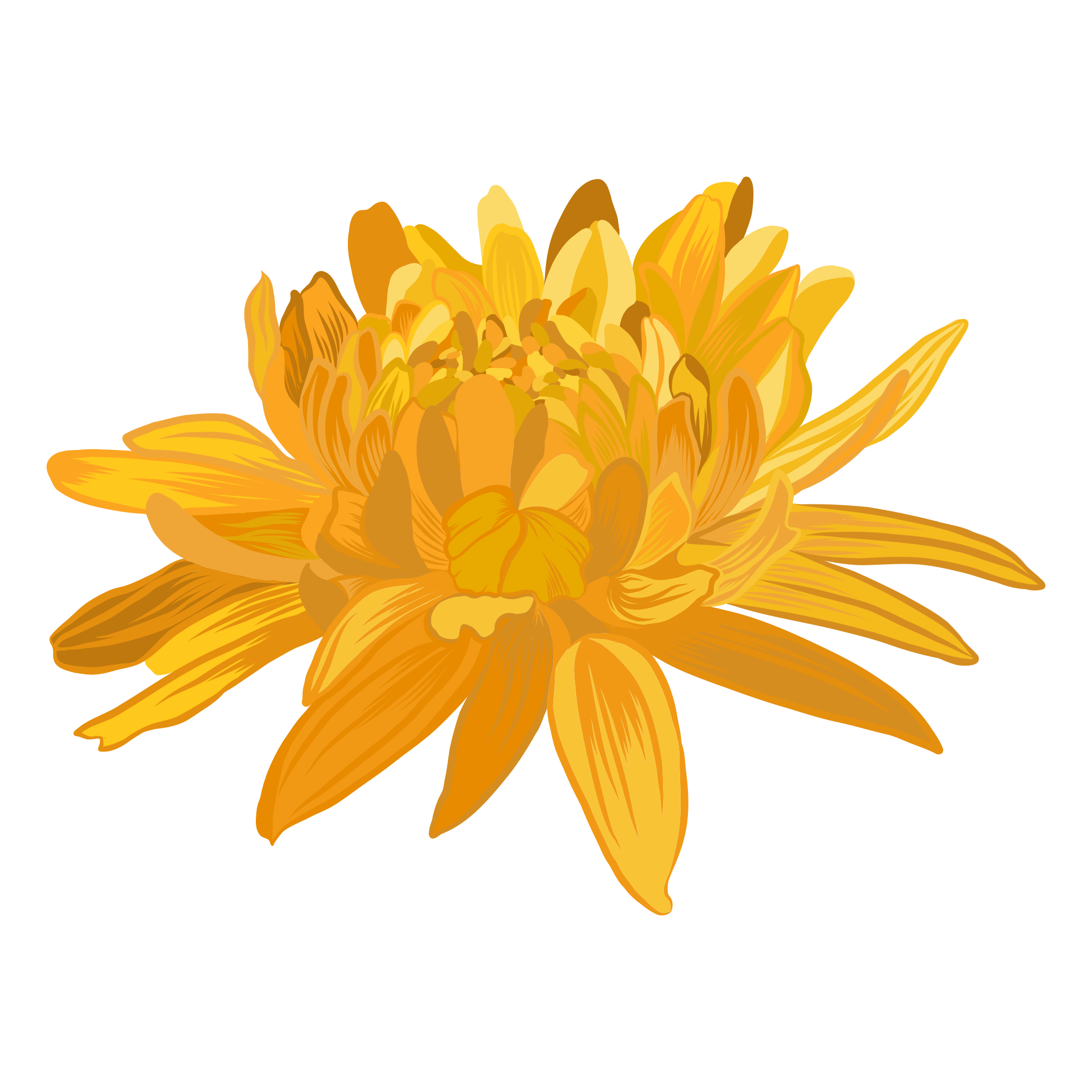 A detailed illustration of a yellow-orange chrysanthemum flower with multiple petals.