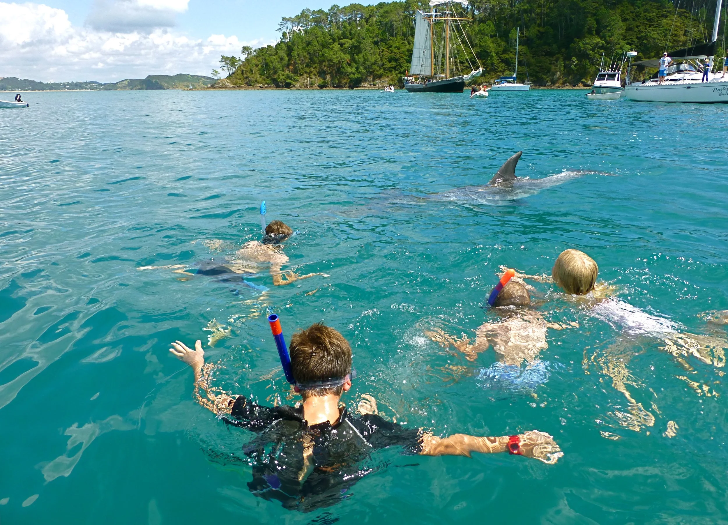 Z Roberton dolphins.JPG