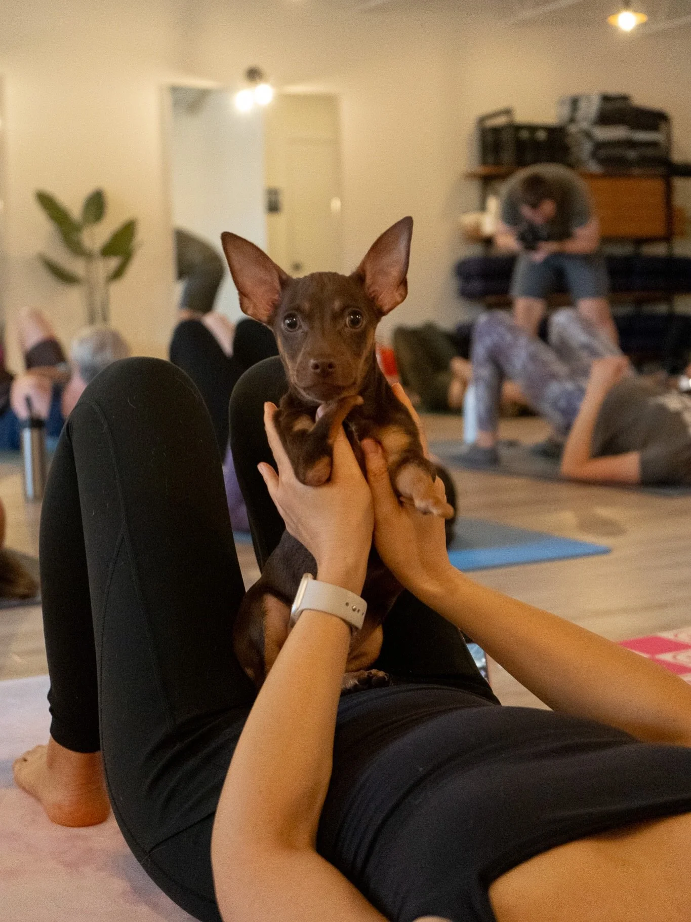 it&rsquo;s the feel good do good kinda day we&rsquo;re going to have at mission yoga on sunday, august 9 

I&rsquo;m hosting puppy yoga where 100% of your registration goes straight to @gkpetrescue 
✌️ classes &bull; sunday, august 9

register at the