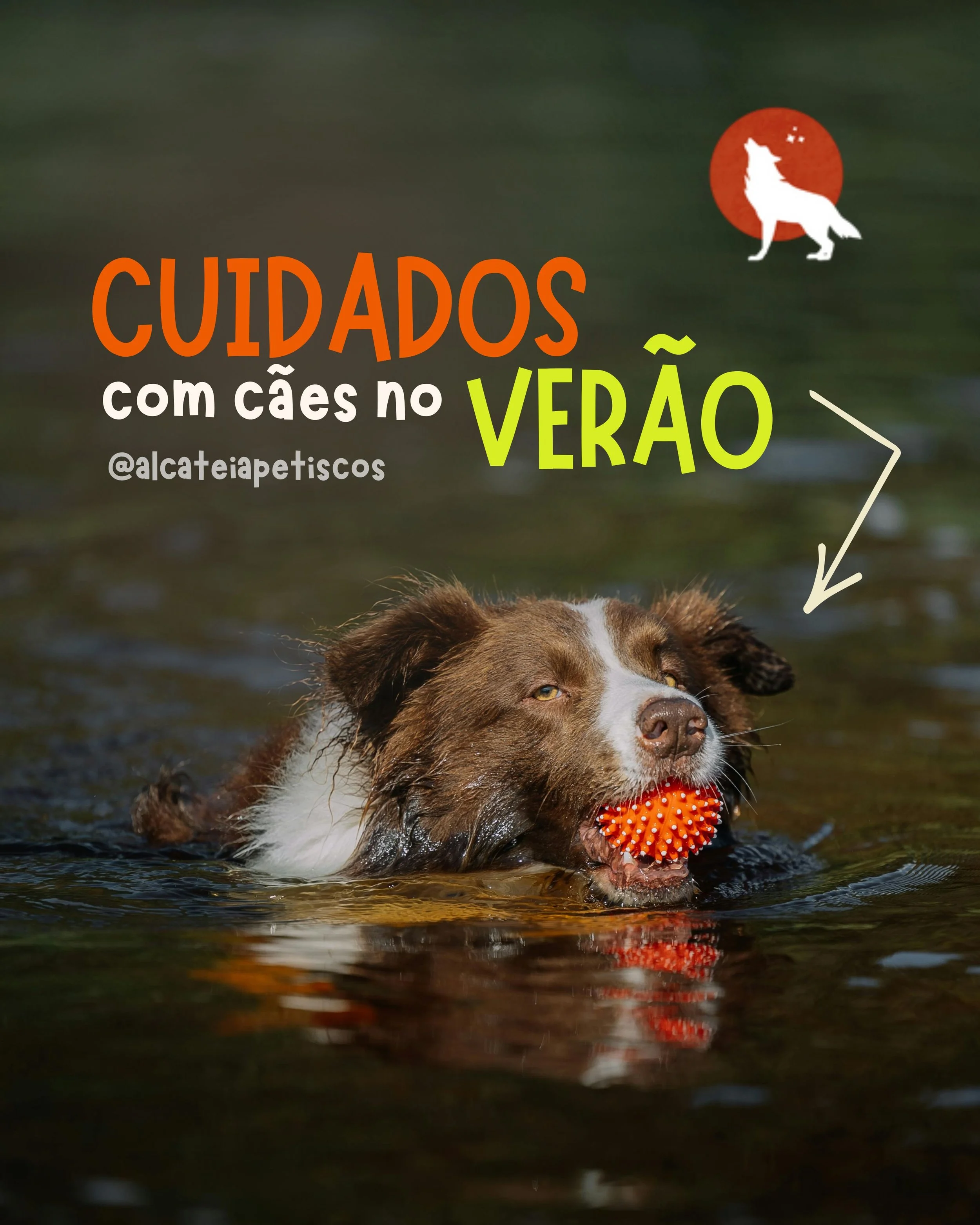 referencias de imagens e conteudos para o feed alcateia (1).jpg