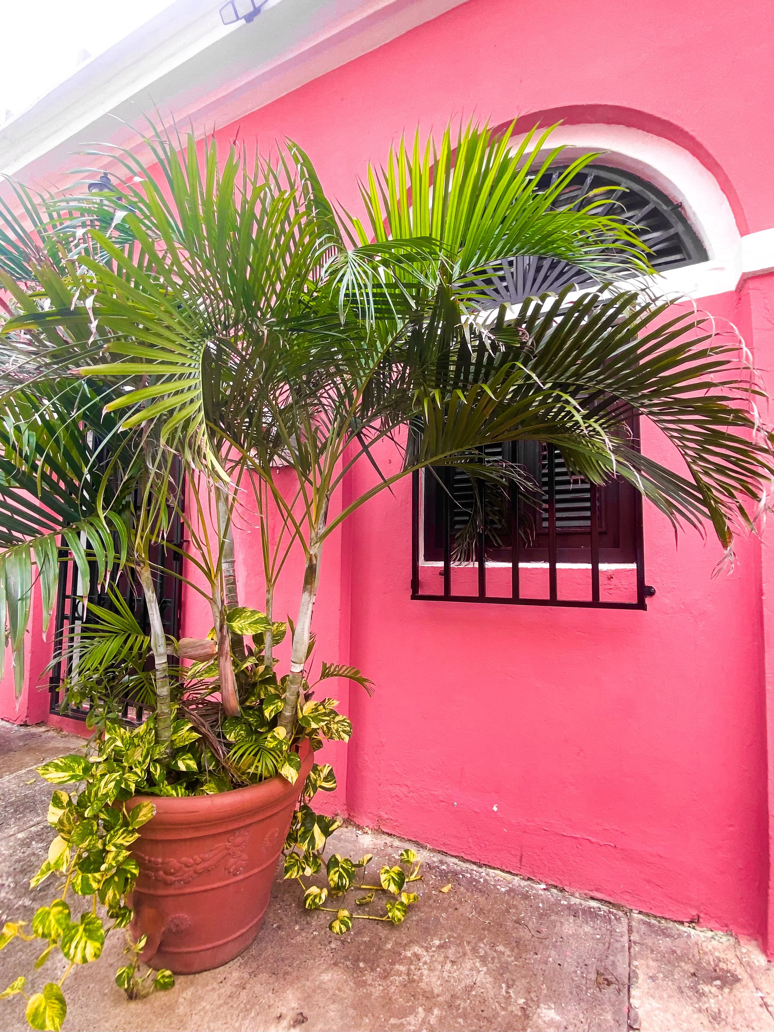 Pink wall with one large window and a large pot with palm tree and natural foliage planted