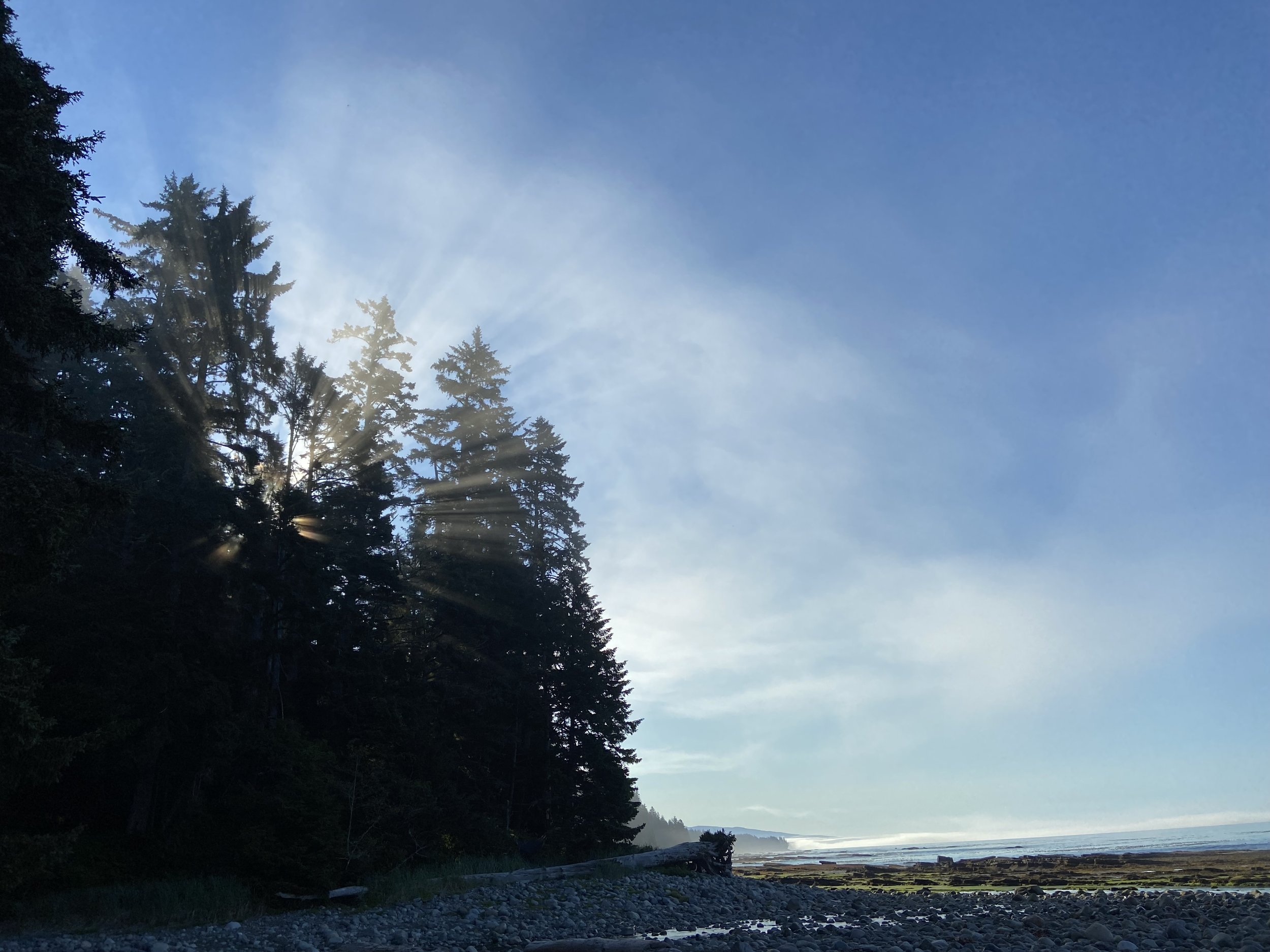 A scenic view of a forested coastline with tall evergreen trees, the sun shining through the branches, a rocky shoreline, and the ocean under a clear blue sky.