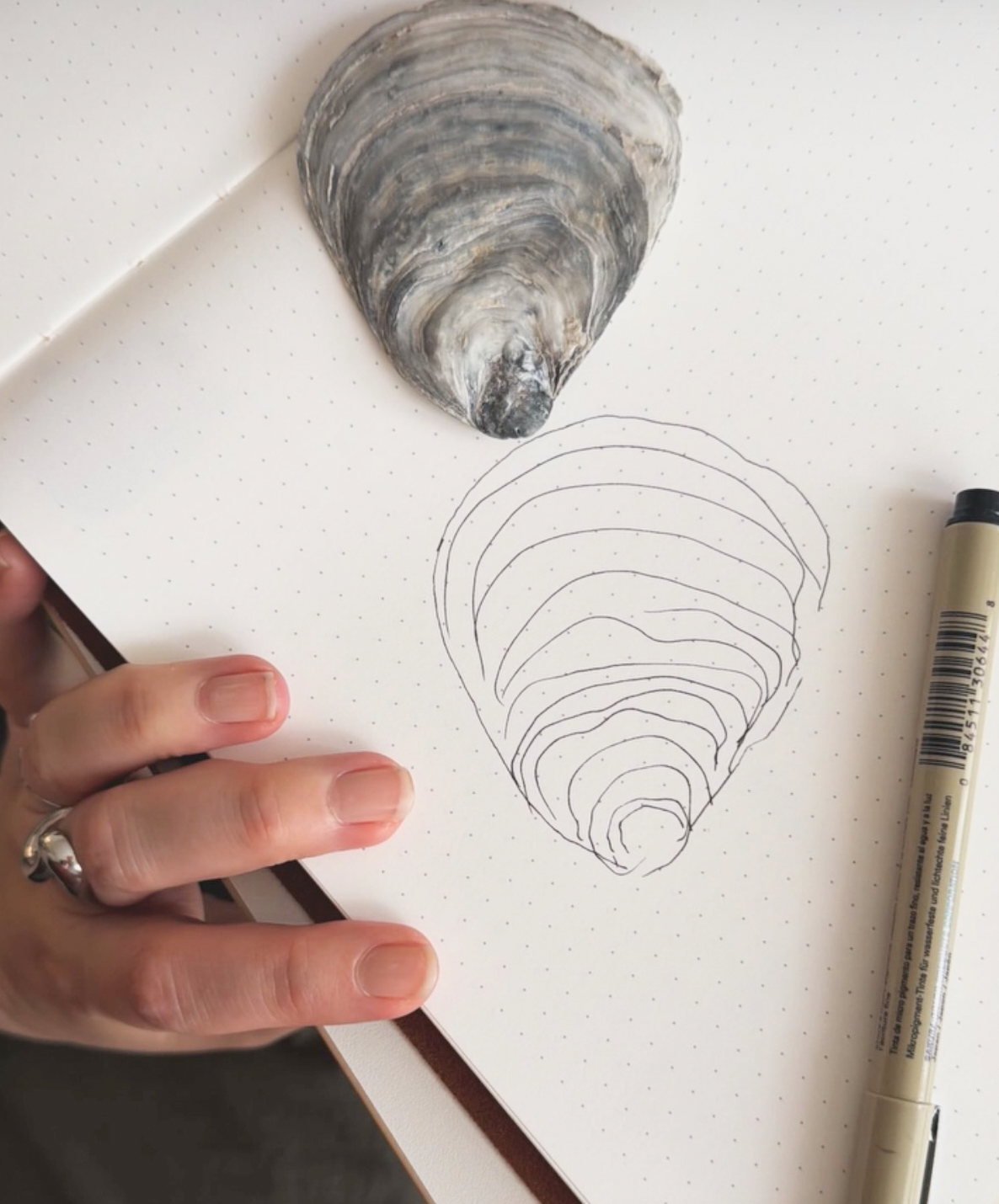 Eine Muschel liegt auf einem weißen, gepunkteten Blatt Papier. Neben dem Gegenstand ist eine gezeichnete Kontur der Muschel. Auf der rechten Seite liegt ein Fineliner. Liz Hand mit einem Ring zeigt auf das Papier.