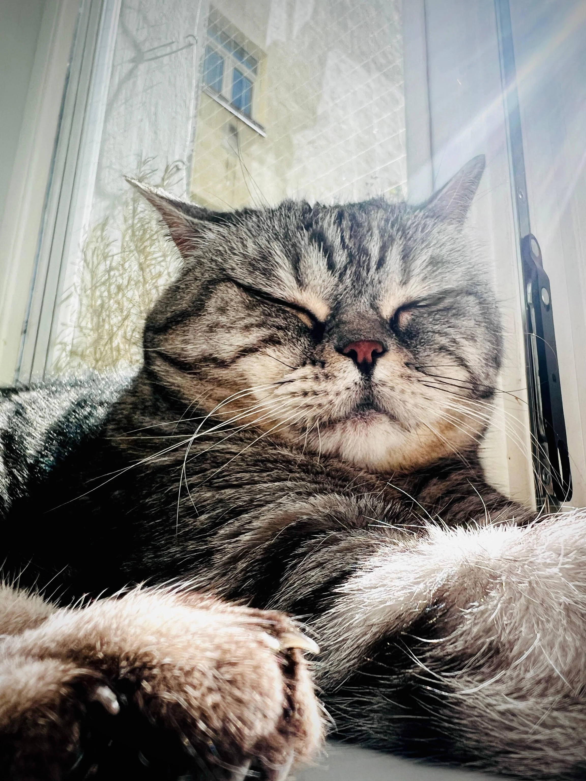 Hope your Sunday has you feeling like a cat in the sun
