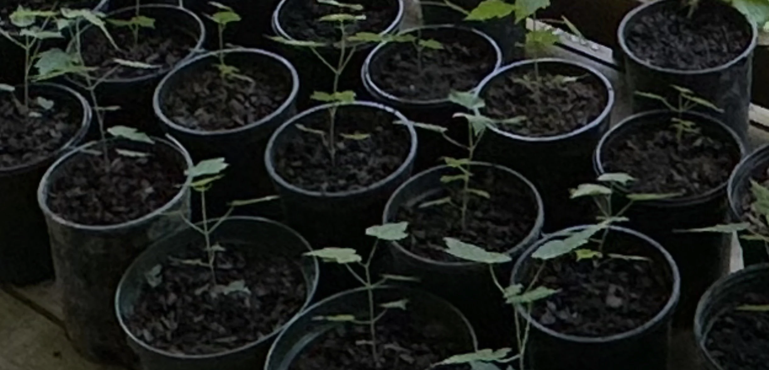 Native Tree Seedlings - Coming Soon!