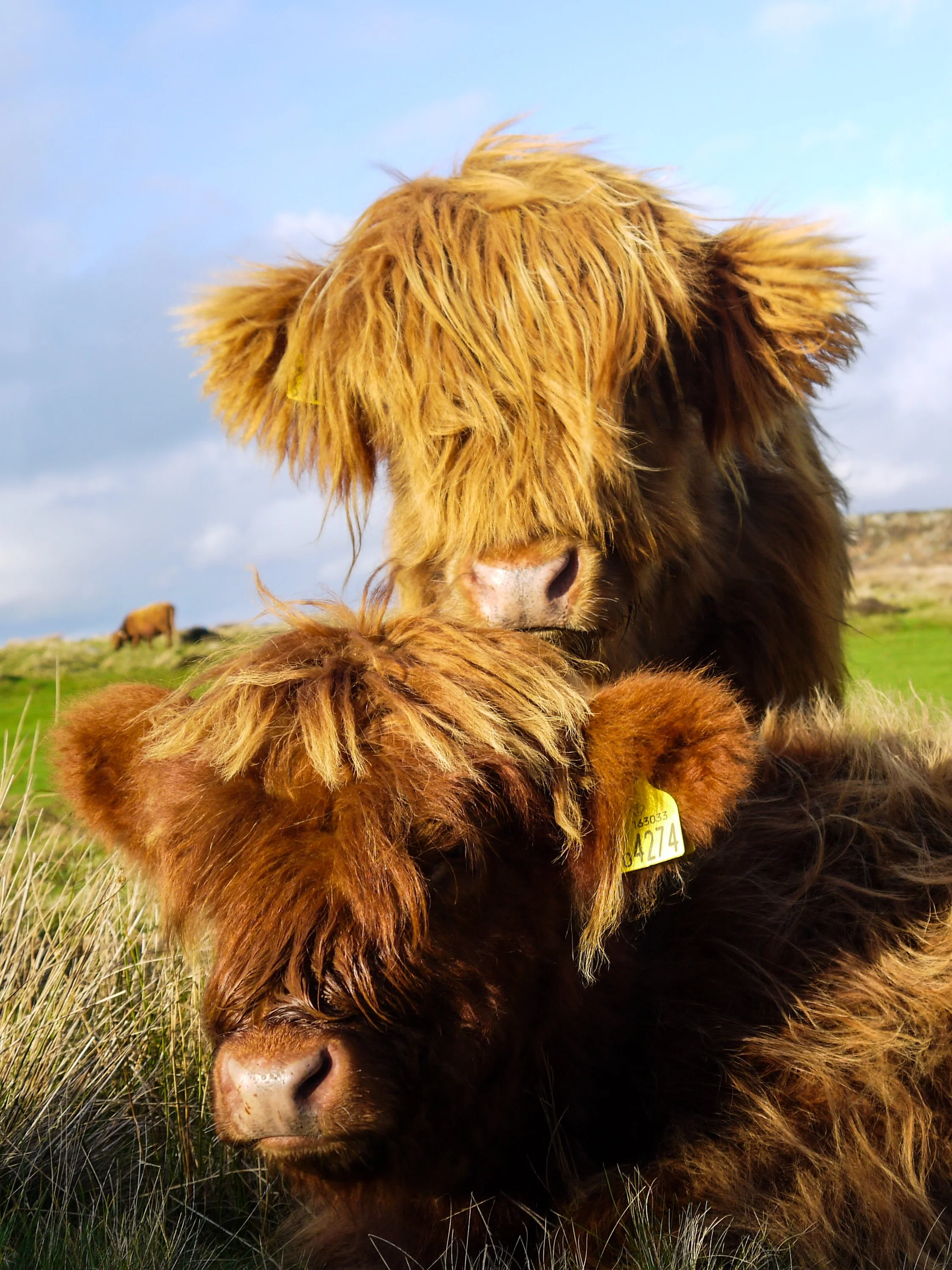 Two Highland cows with long, shaggy, reddish-brown hair in a grassy field under a partly cloudy sky.