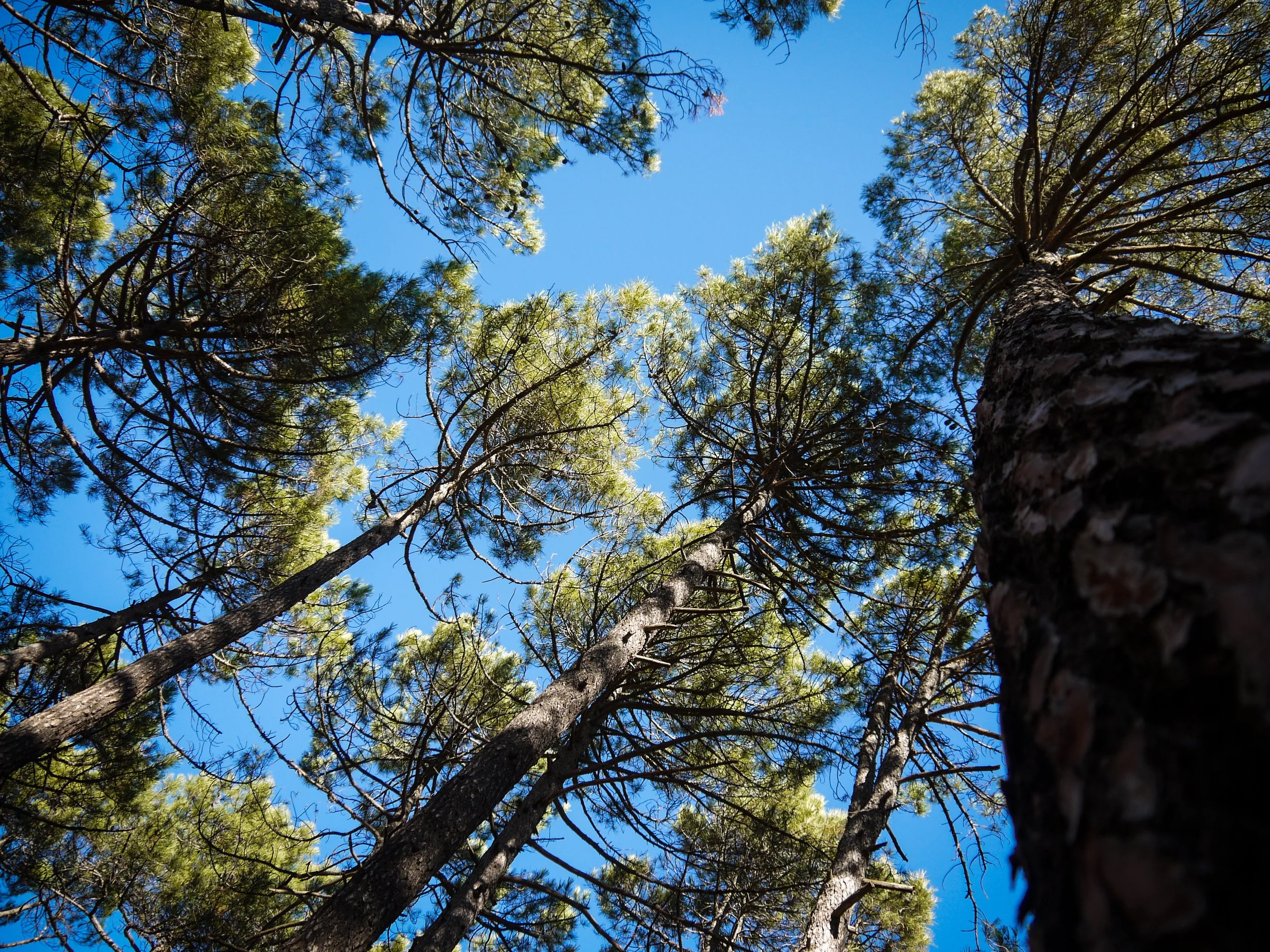 Looking up at tall pine trees against a bright blue sky.