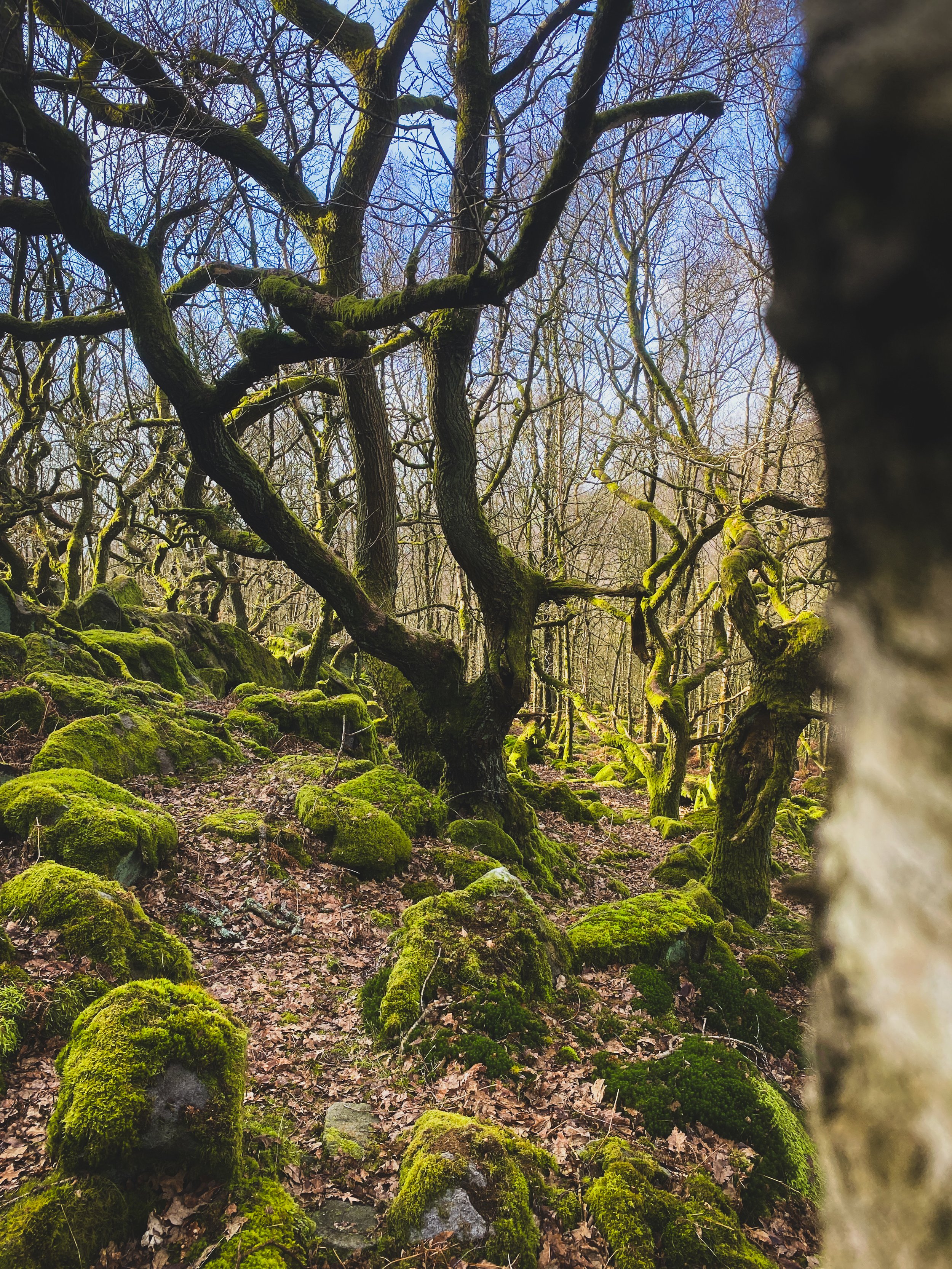 A forest scene with twisted, moss-covered trees, and a ground covered in fallen leaves and mossy rocks, under a clear blue sky.