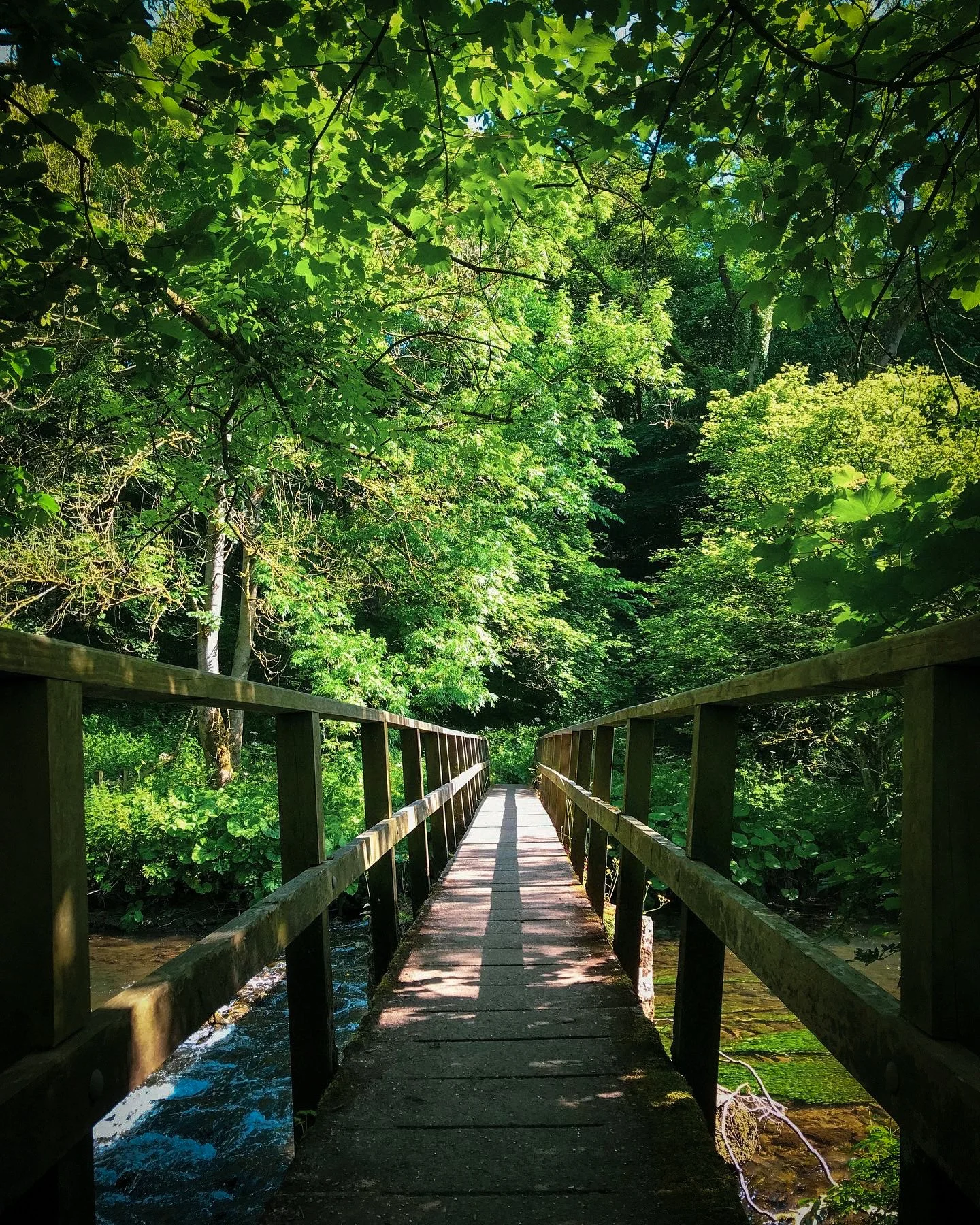 A wooden footbridge over a small stream in a lush green forest with dense trees and foliage.