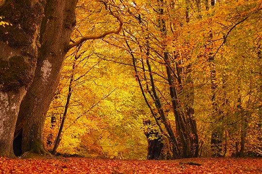 Autumnal colour.
When I first started taking photographs with the idea of selling them, I visited scenic locations in my area, where better to start a journey but from a place you know. This is on the Clare side of the footbridge in Castleconnell cou