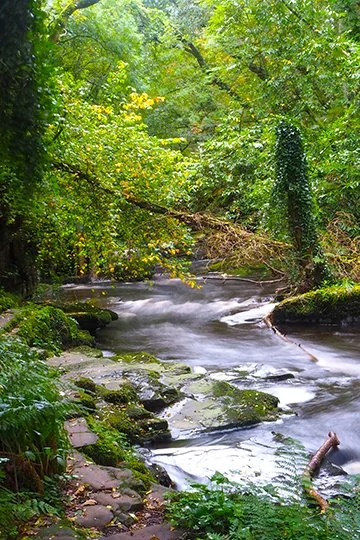 Forest walk.
The Clare Glens is situated roughly 4 kilometres from the village of Newport, The area is renowned for its lush forests, dramatic river gorges, and rocky landscapes, making it a popular spot for nature walks and outdoor recreation.