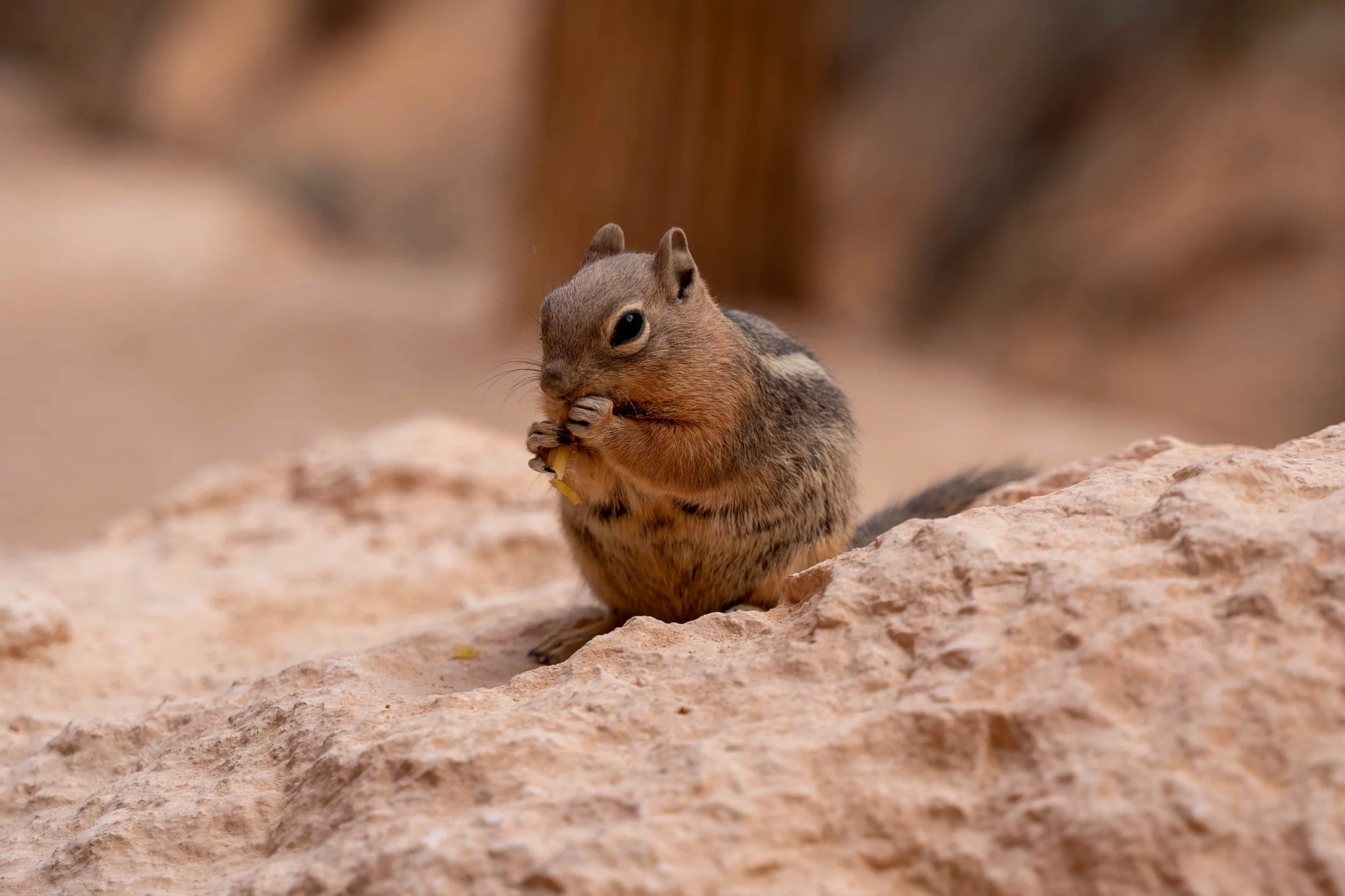 Bryce Canyon - June 2025